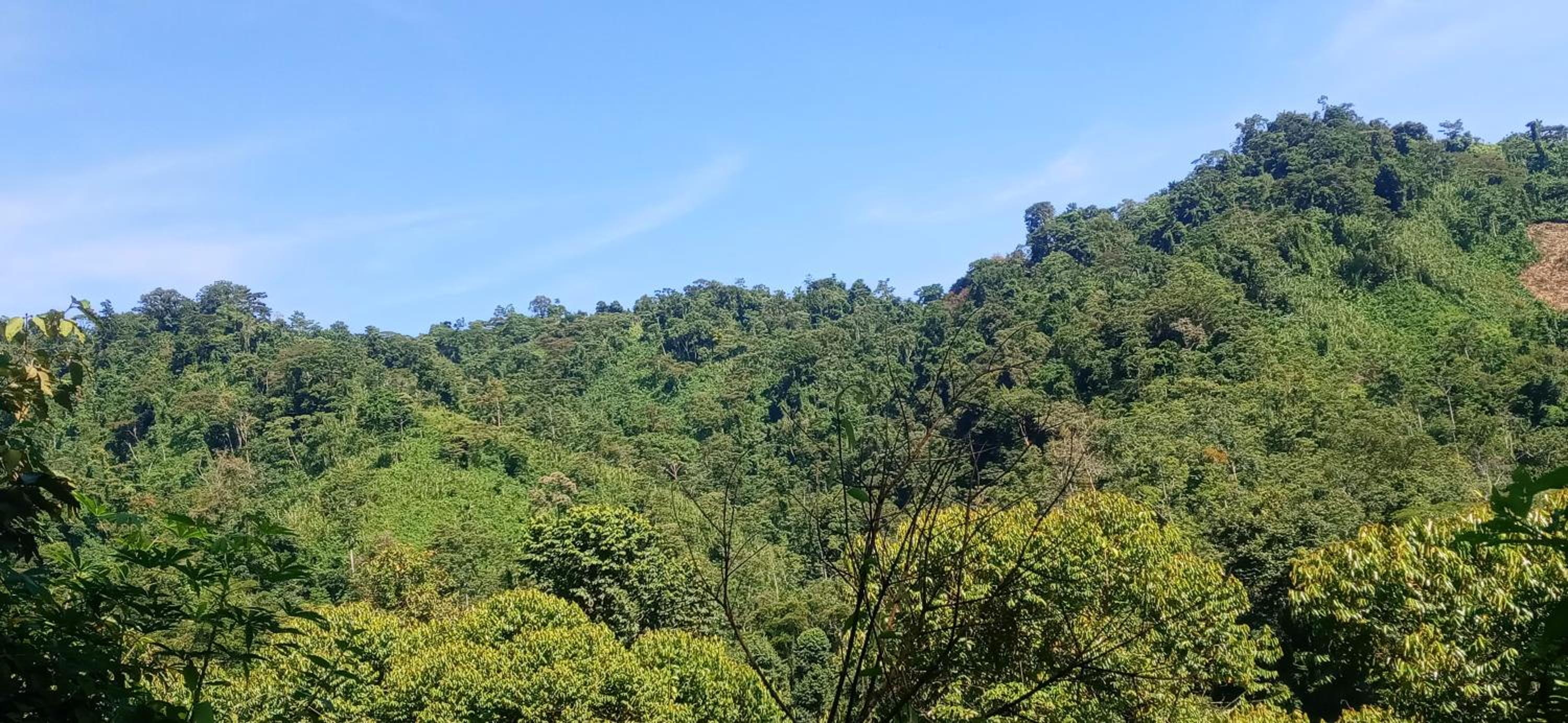 Bribri ù sule