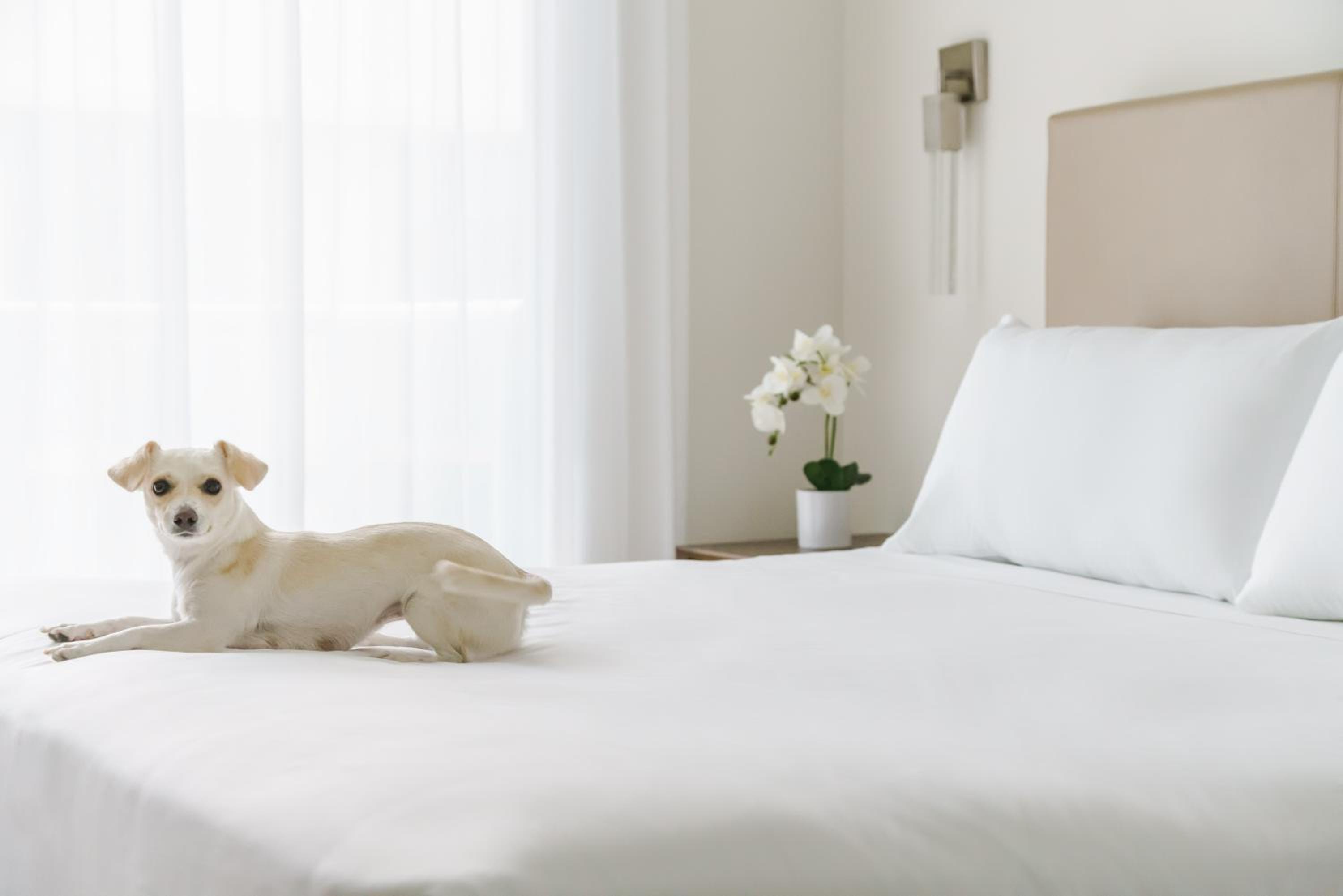 Costa Hollywood Beach Resort - An All Suite Hotel