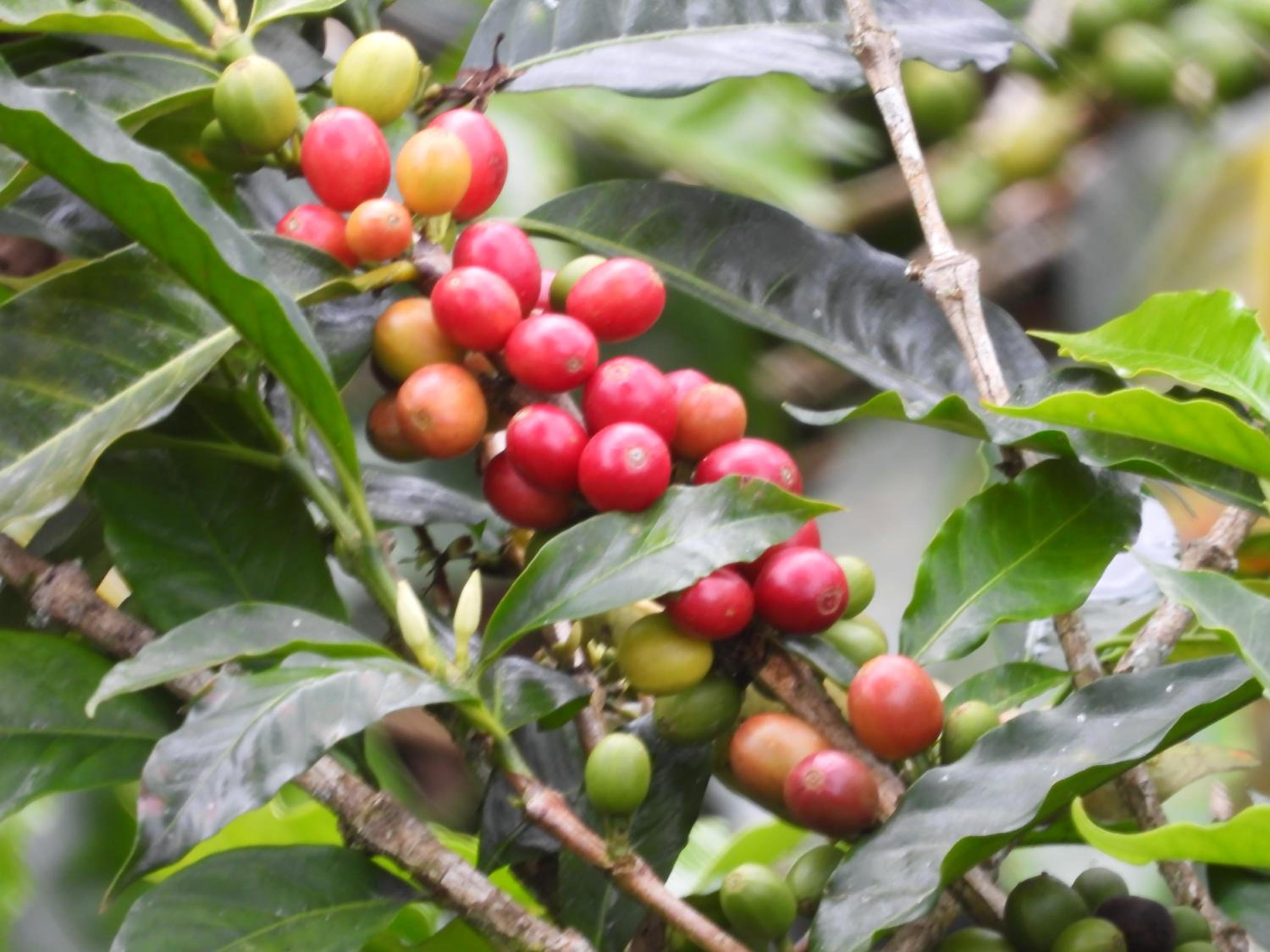 Finca TRADICIONAL EL OTOÑO