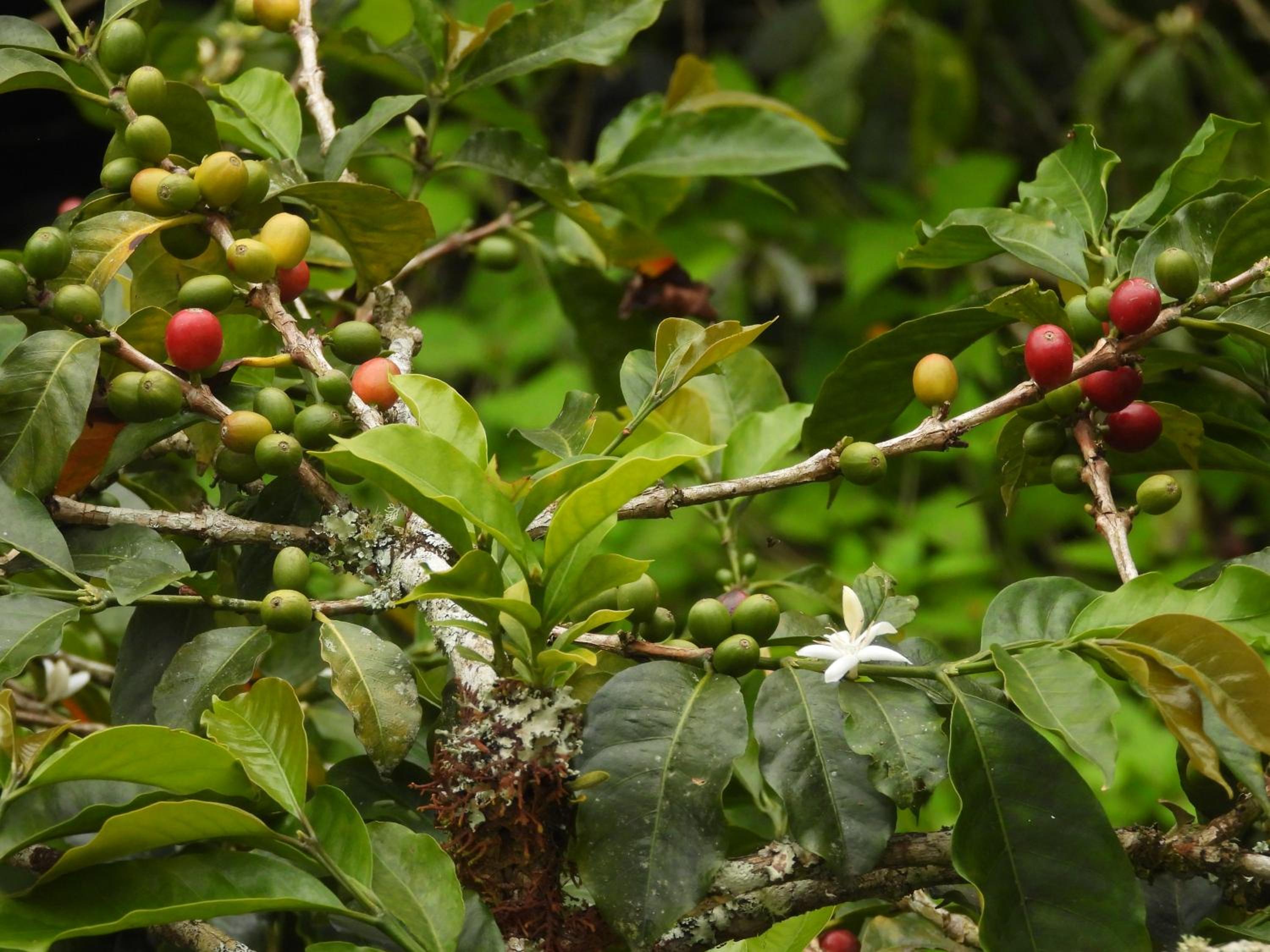 Finca TRADICIONAL EL OTOÑO