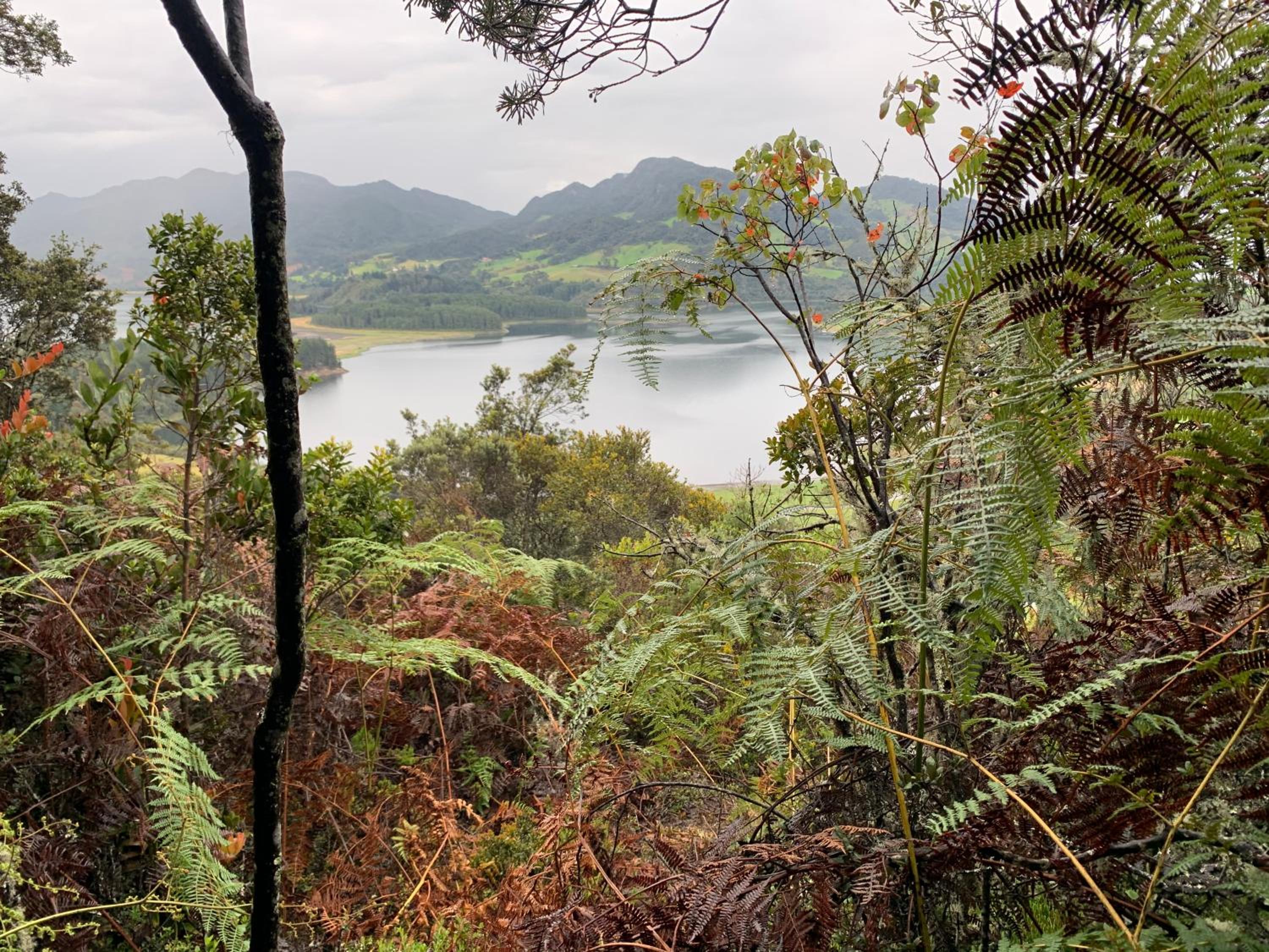 Mirador Bosque Gran Torino Neusa