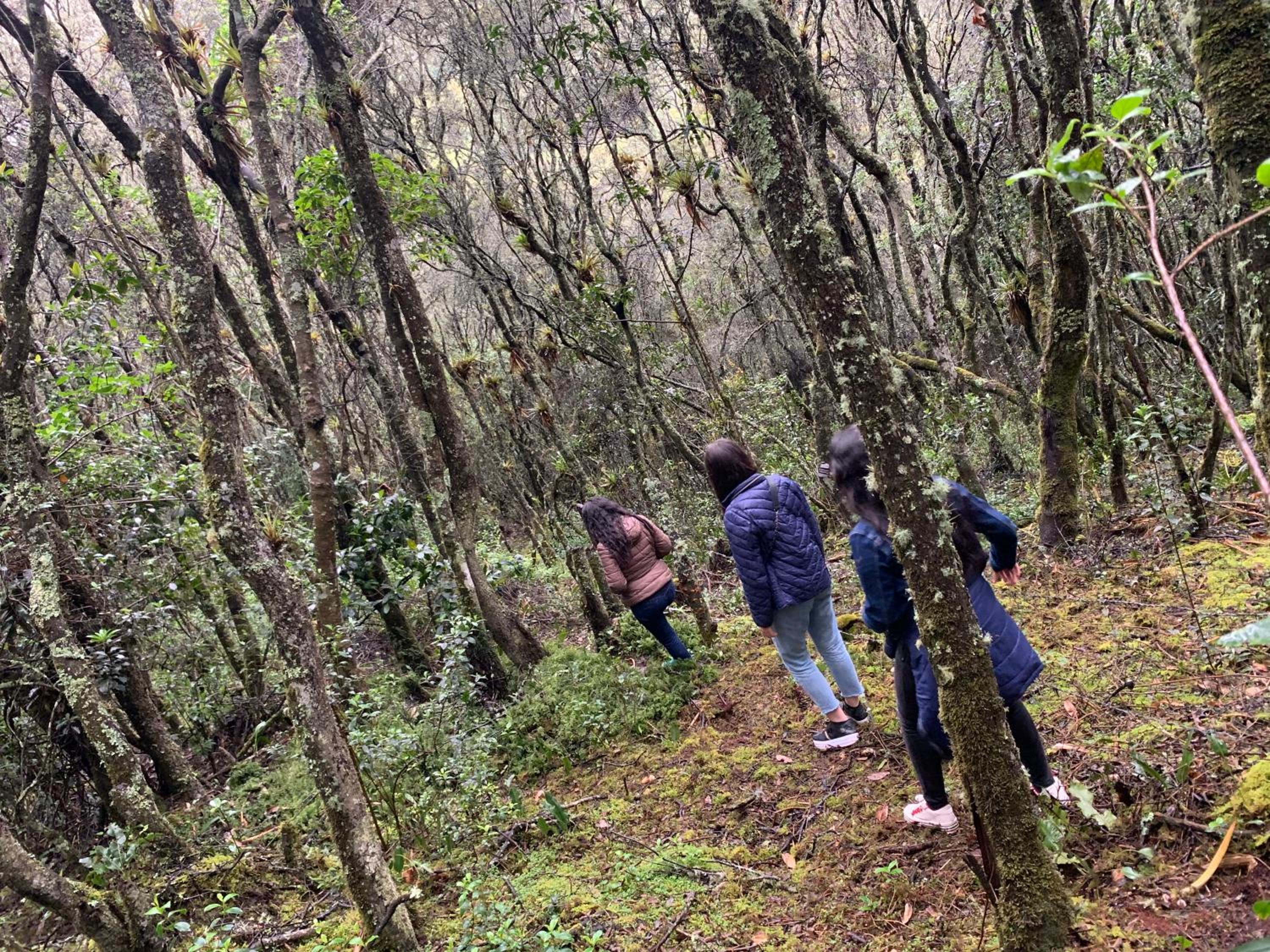 Mirador Bosque Gran Torino Neusa