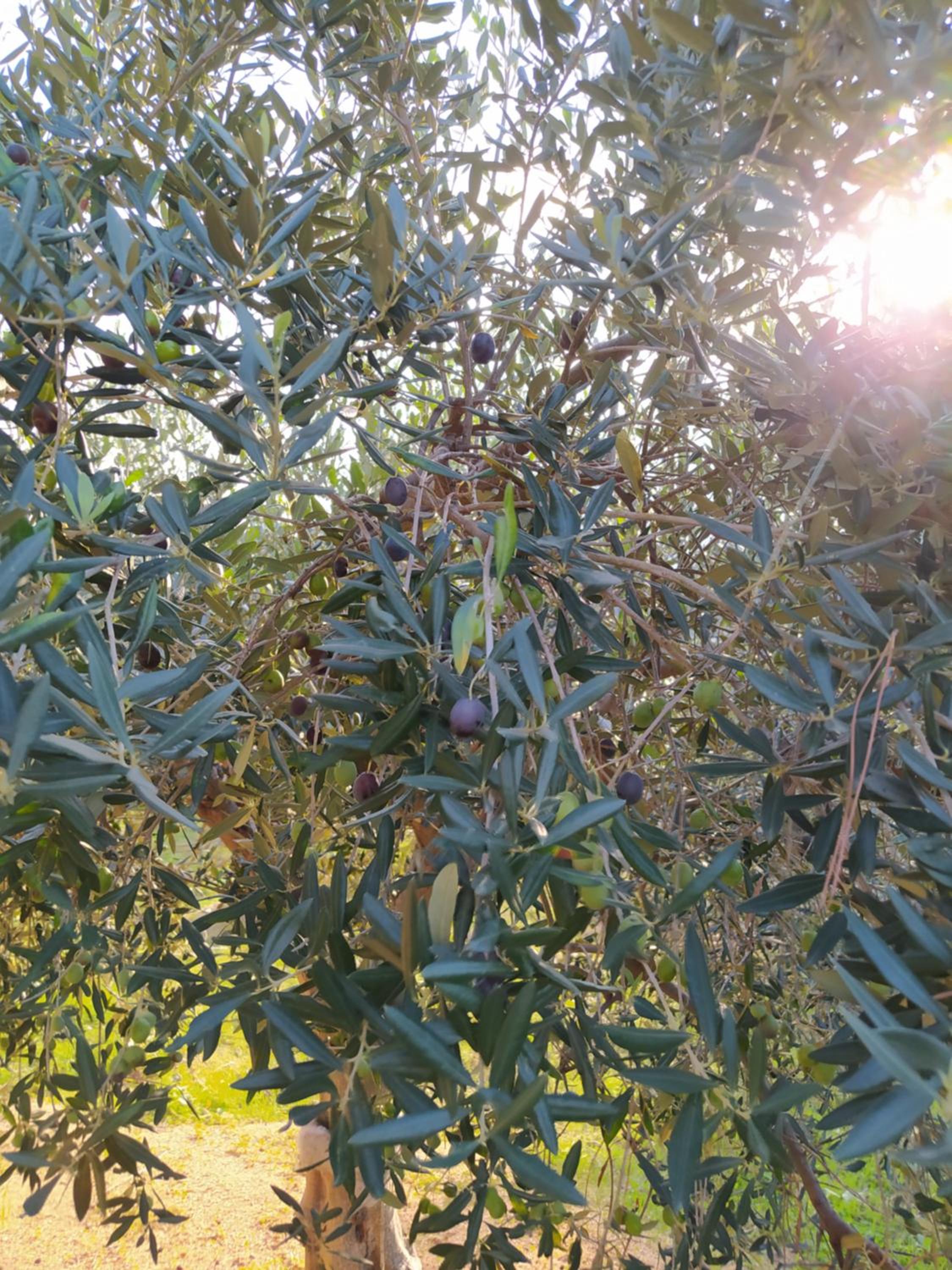 CasaAntonietta