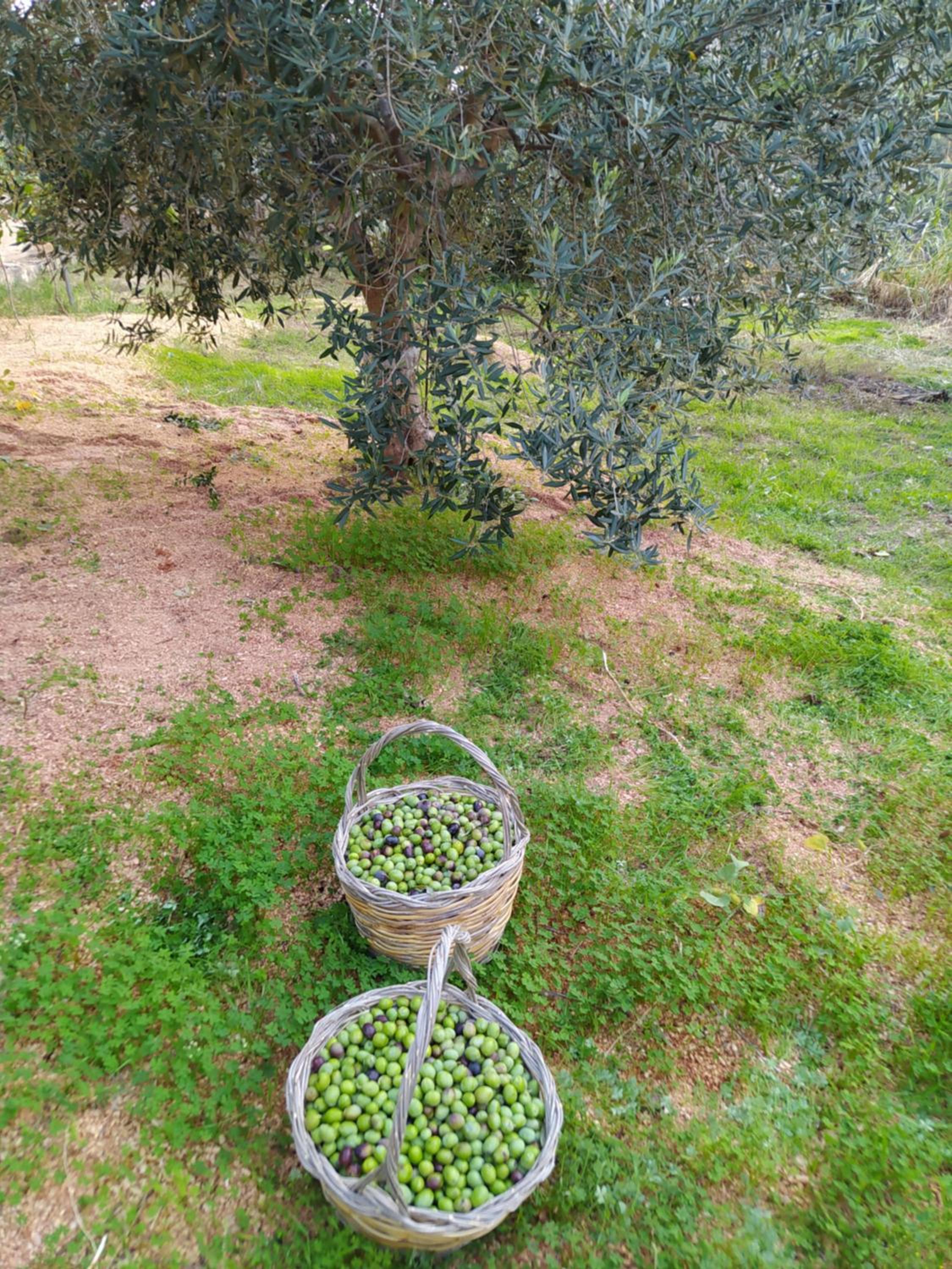 CasaAntonietta