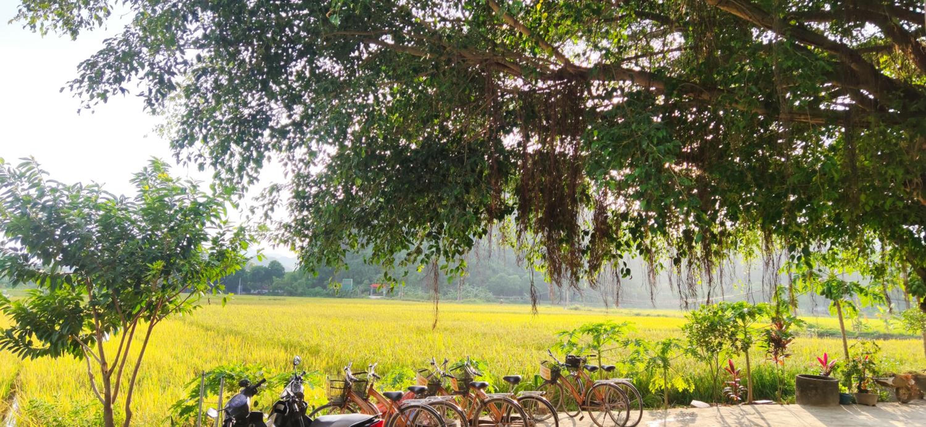 Tam Coc Eco Field Nest By ANMS GROUP