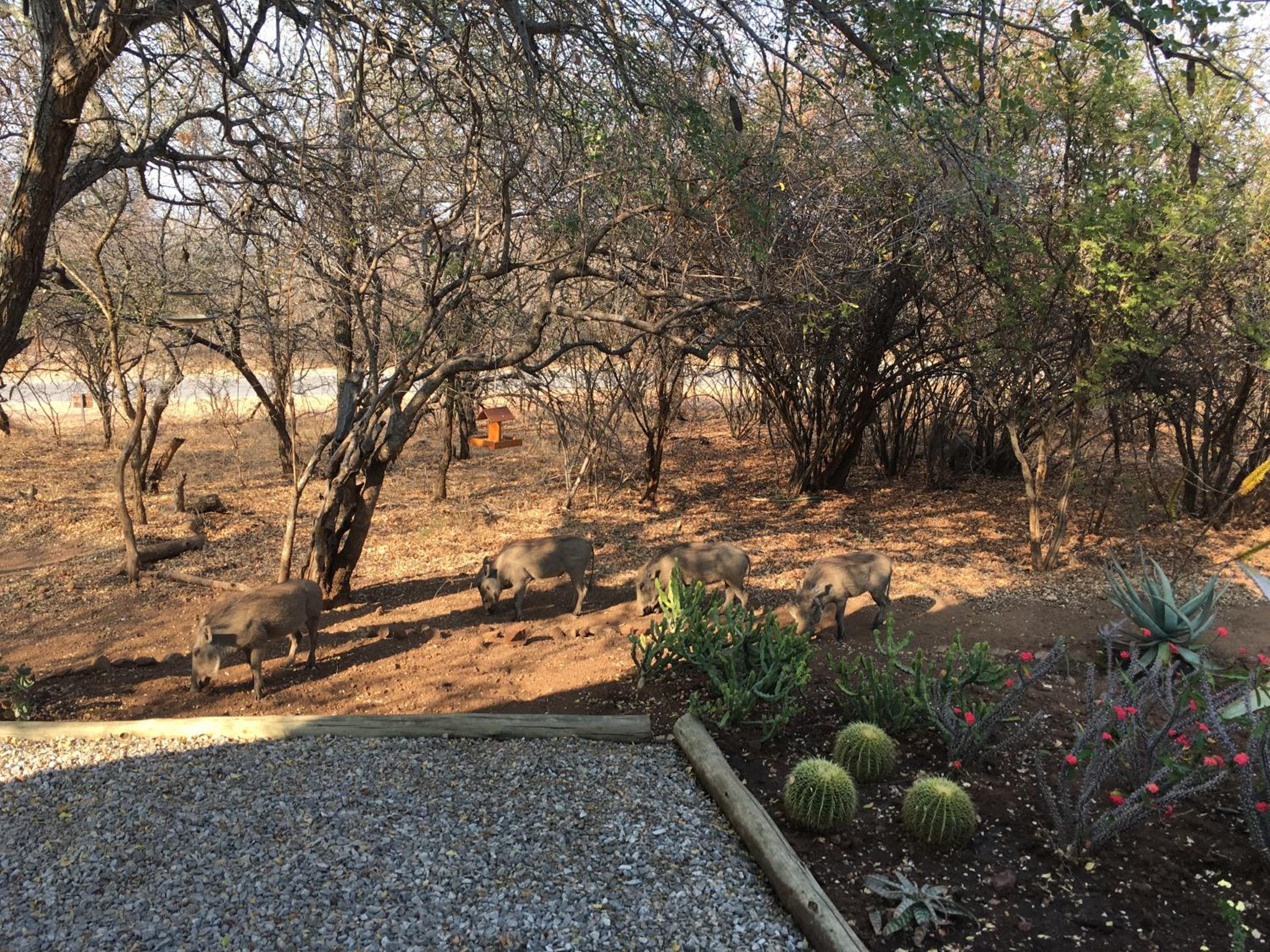Giraffe Lodge