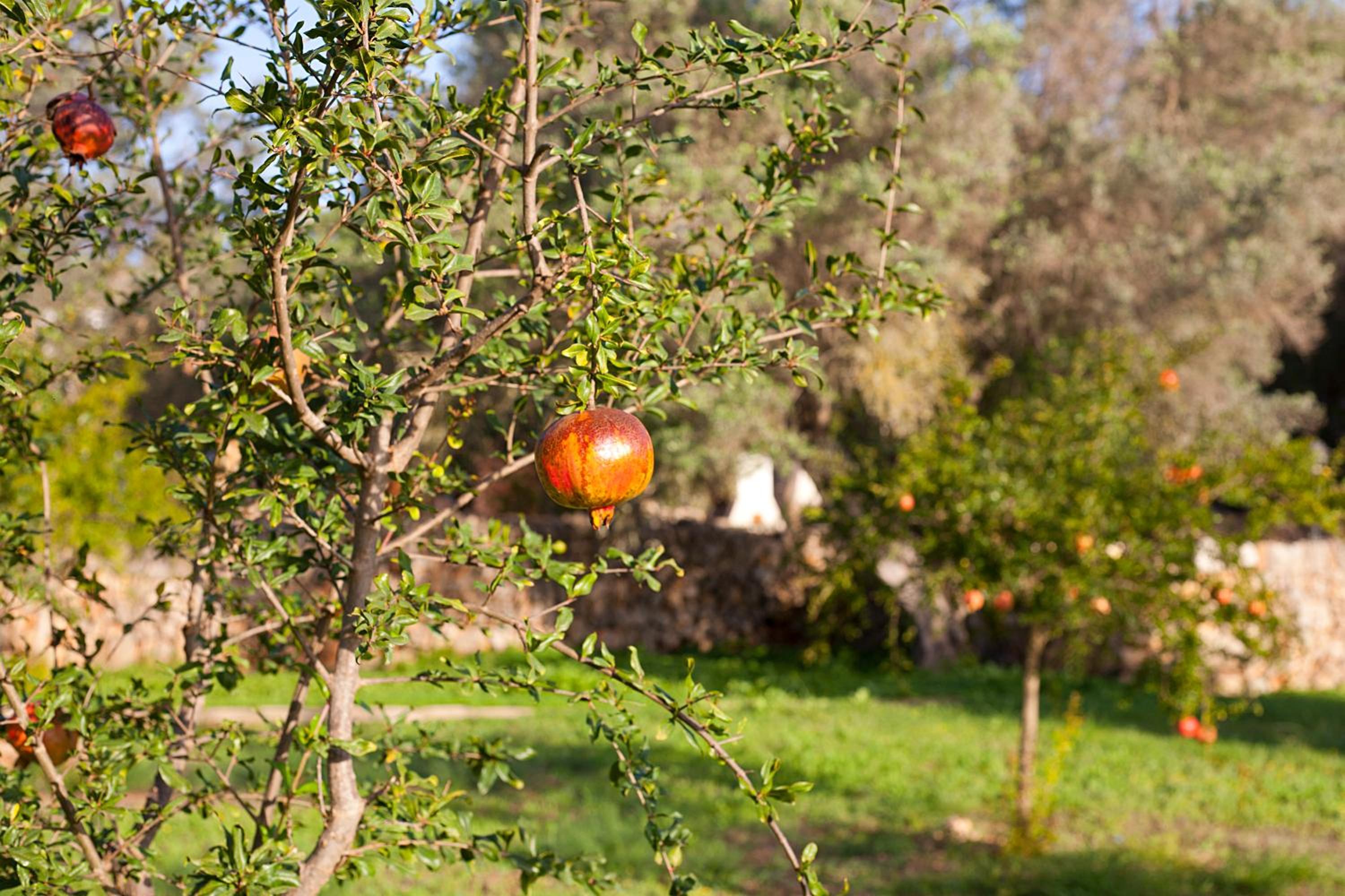 Agroturisme Ca'n Gaia