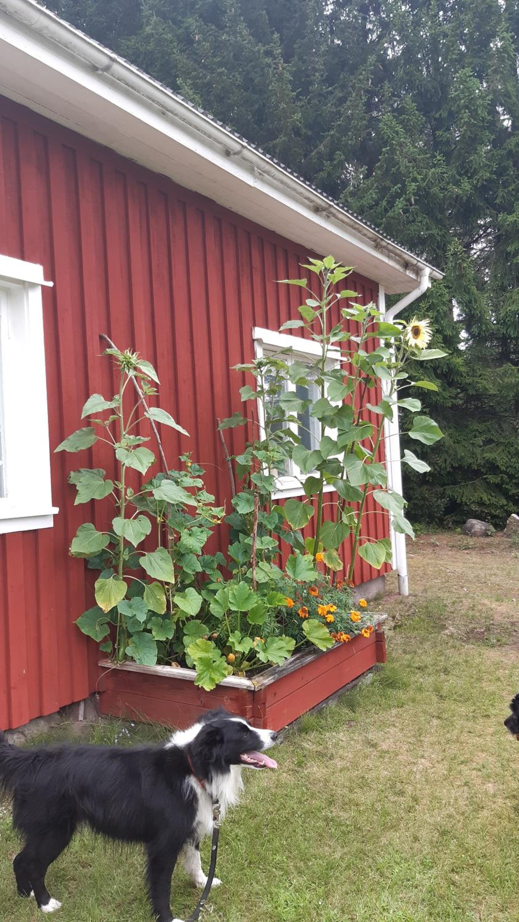 Stuga Åsnagård