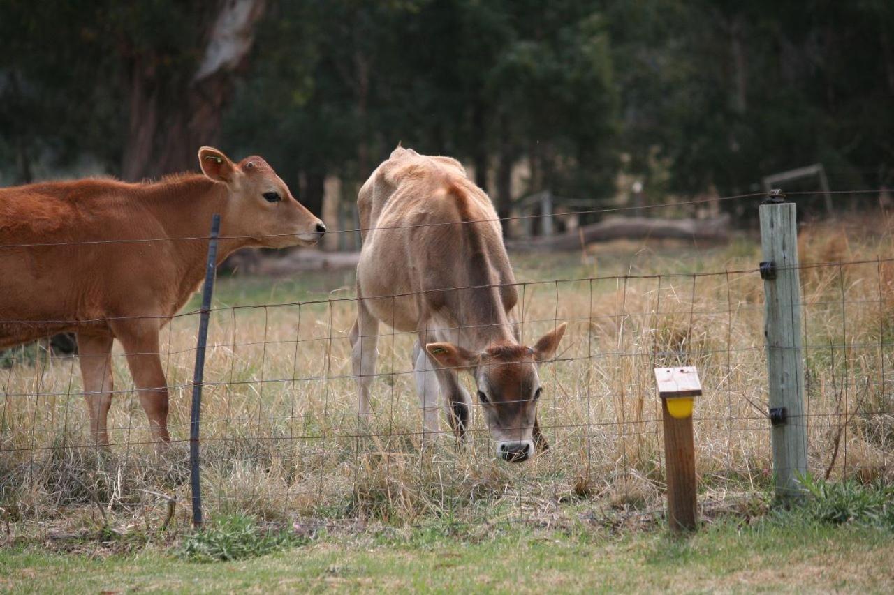 Forellenhof Guest Farm