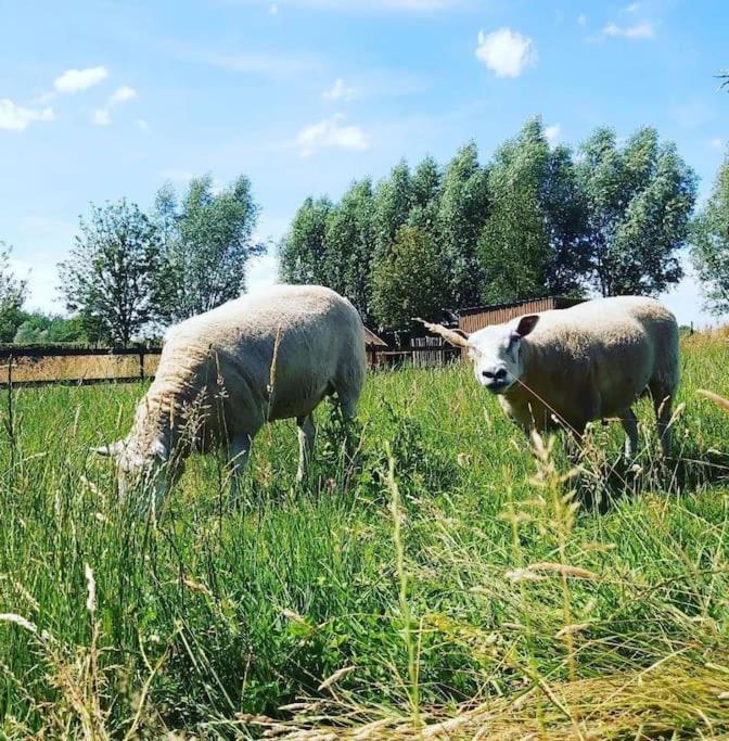 De Skure: vakantiewoning op boerderij