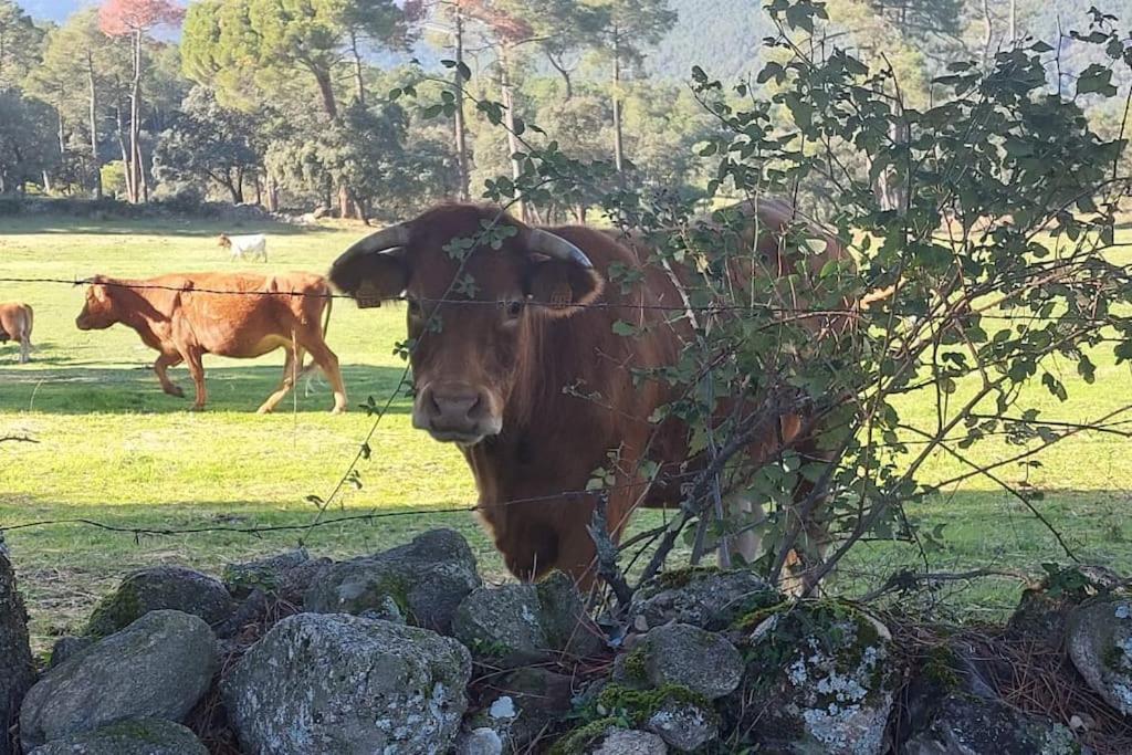 Casa Rural La Pinara