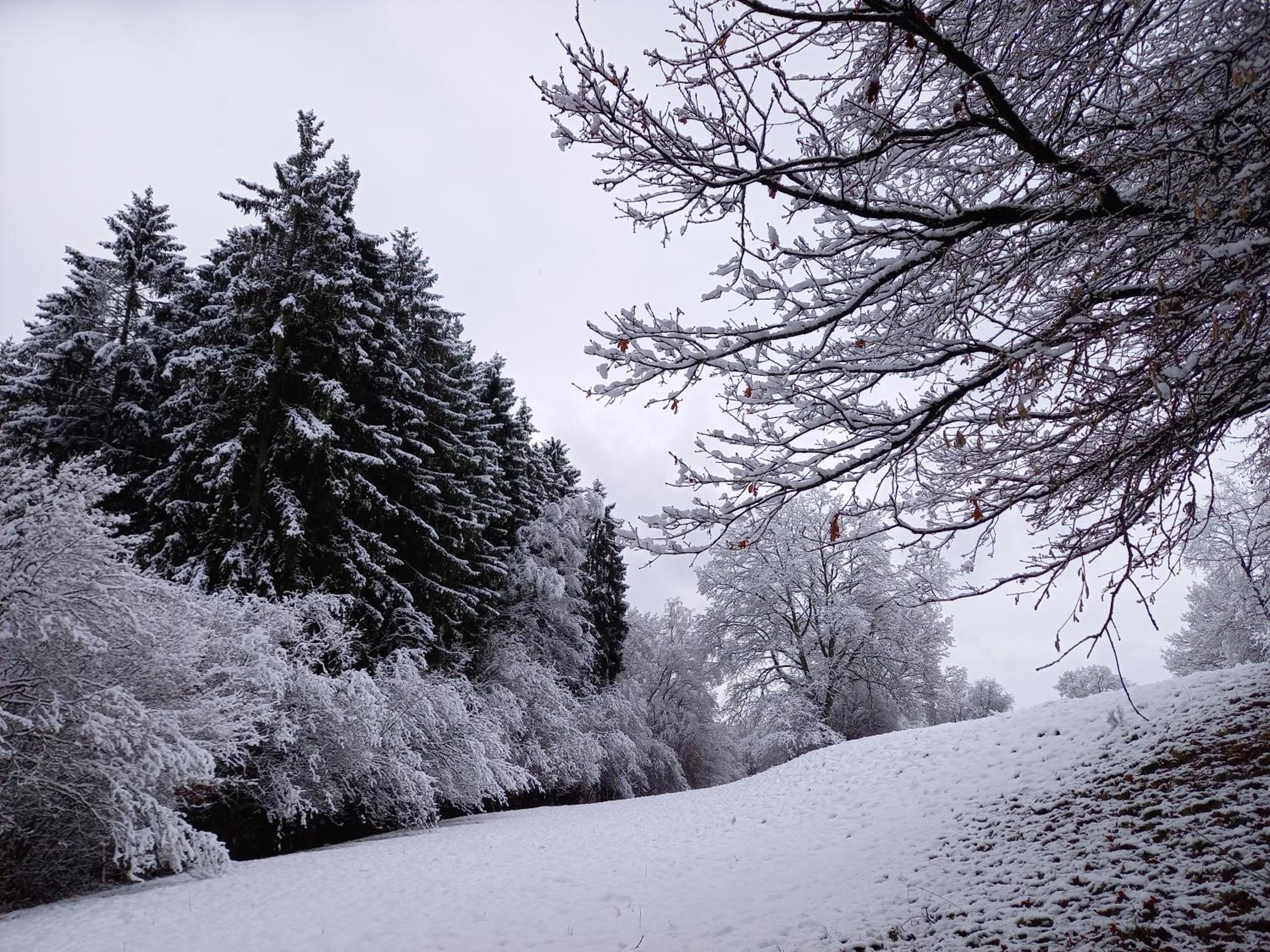 Le Clos du Cerf - Le Sous-bois - Spa Francorchamps Coo