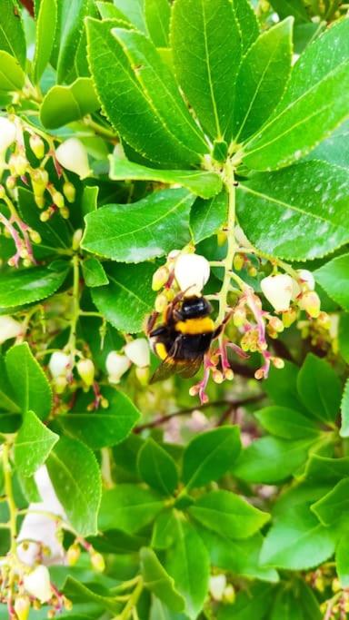 Photo 31