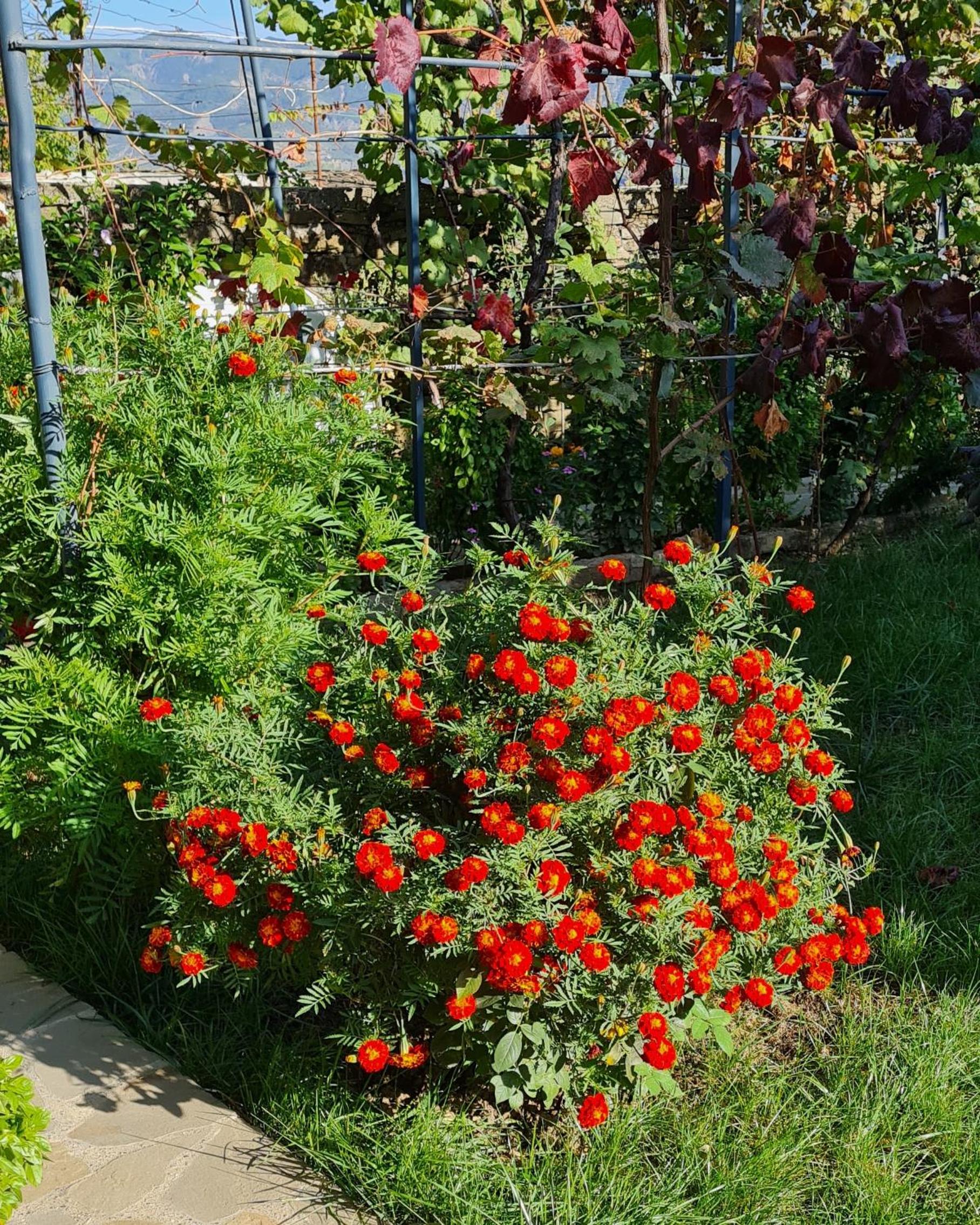 Garden Guest House, photo 99
