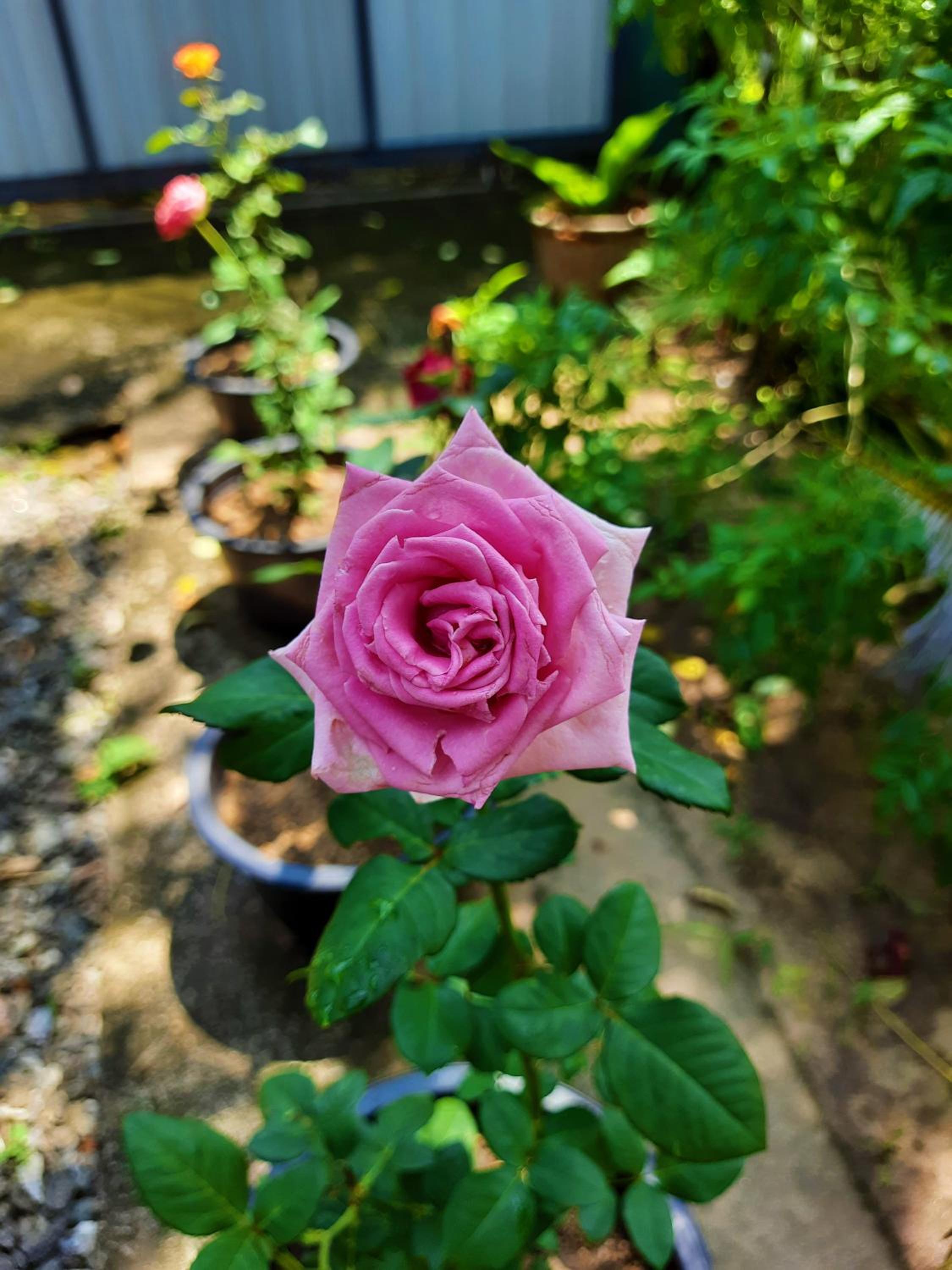 Photo 29