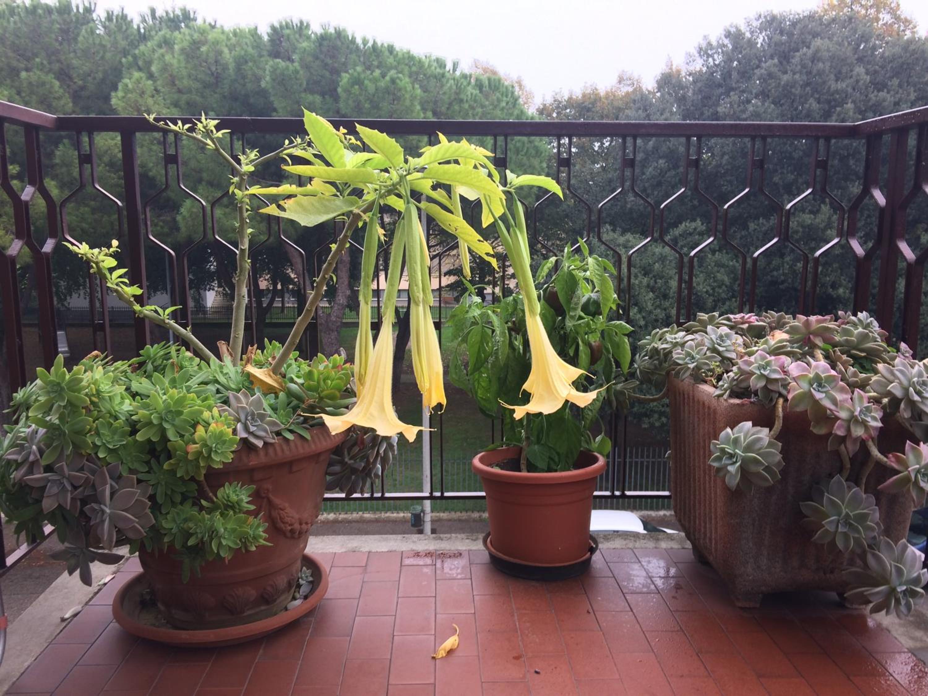 B&B Pergolesi