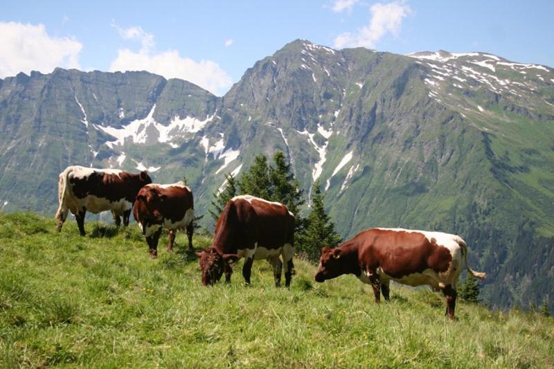 Schiederhof