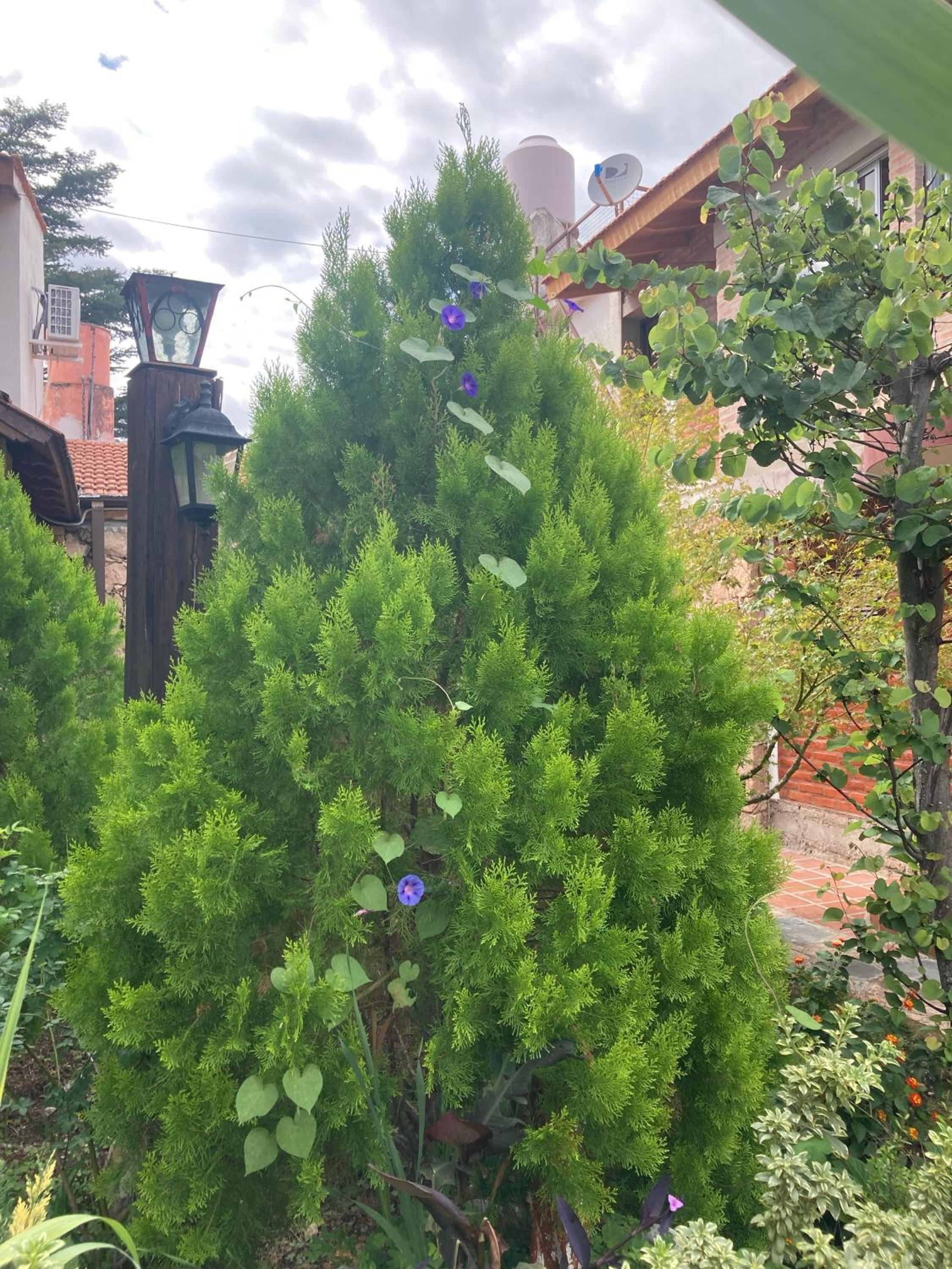 Ashram Asociación Argentina de Yoga