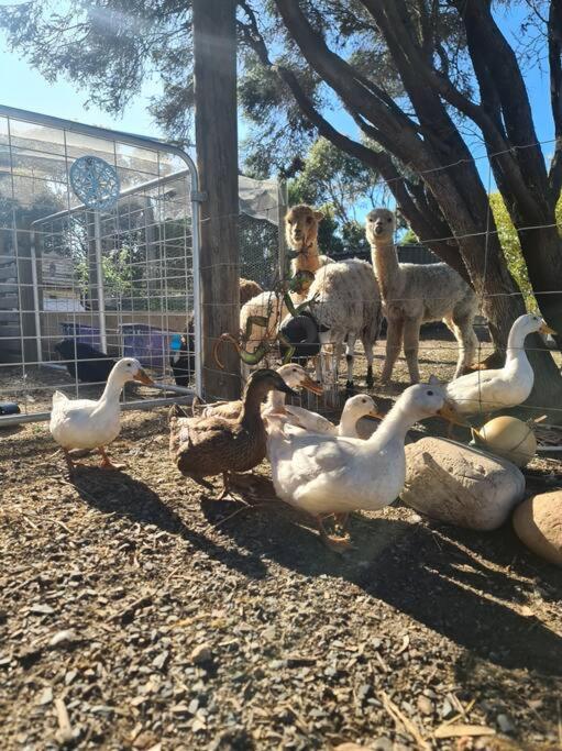 Aldinga Bay Bungalow Ocean View Retreat