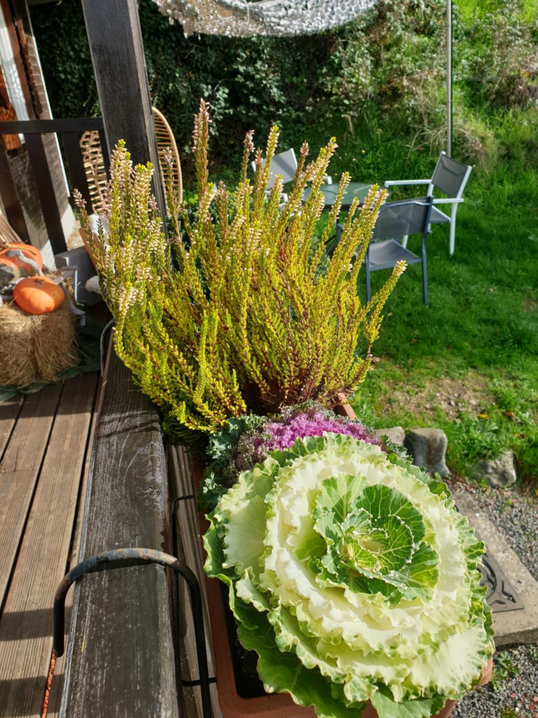 Chalet le logis des autre view 5