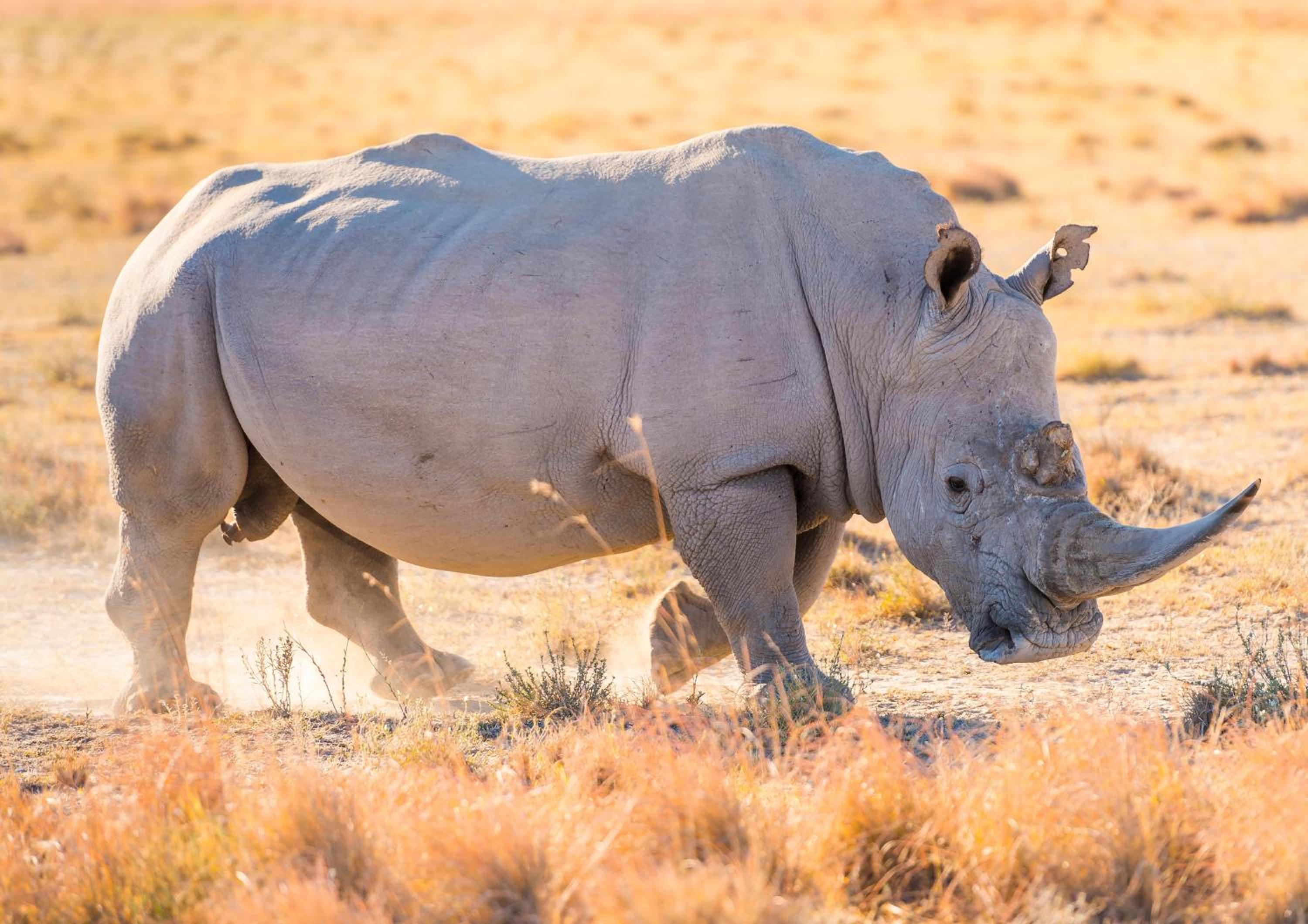 Hazyview Vacations - Lions Rock Rapids - Luxury Tented Camp - Property Image 63