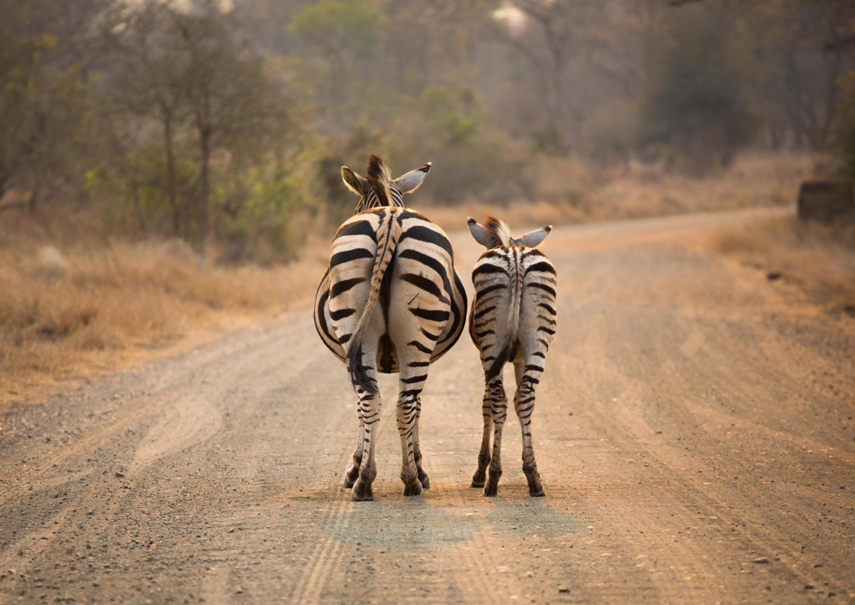 Hazyview Vacations - Lions Rock Rapids - Luxury Tented Camp - Property Image 113