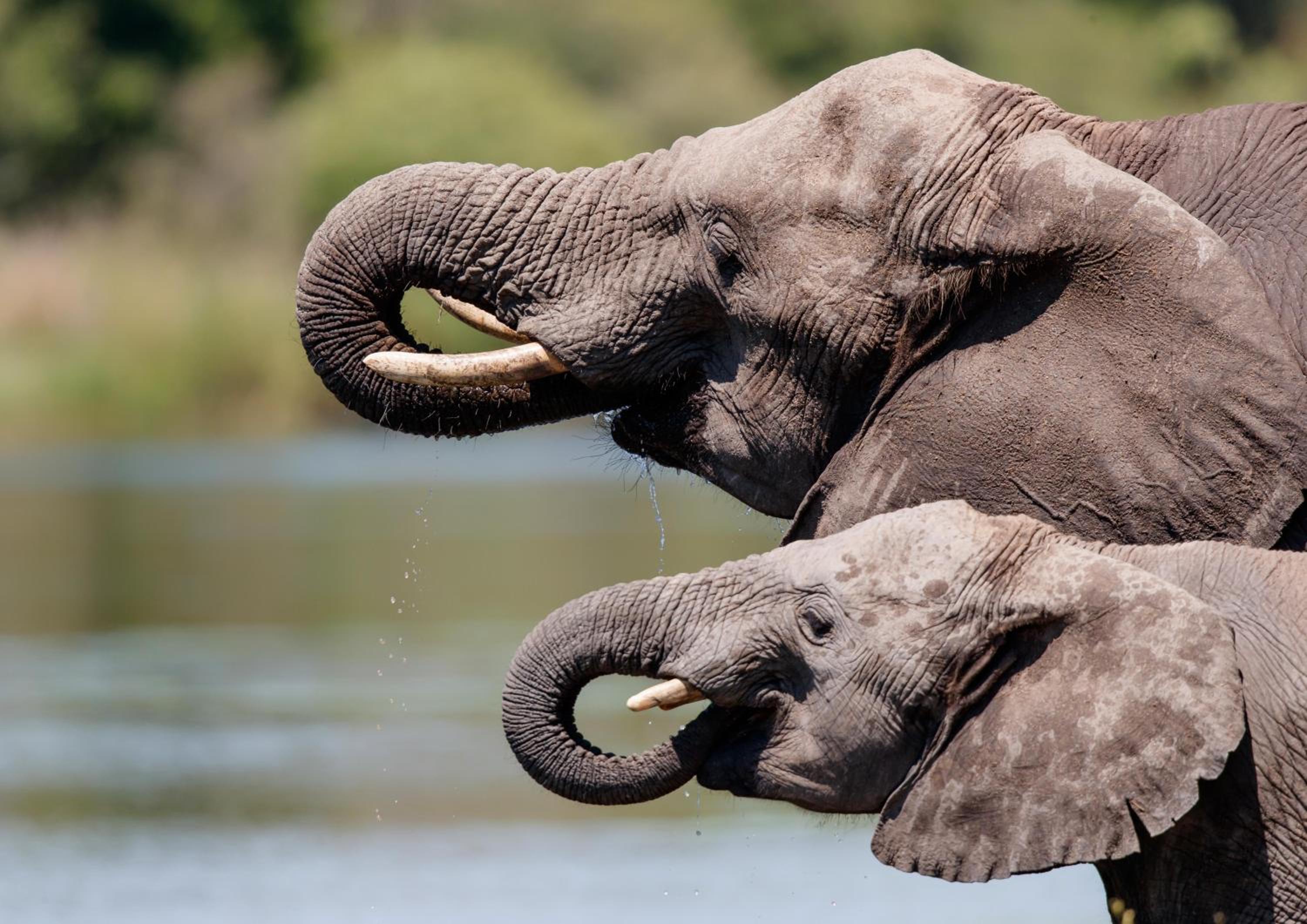 Hazyview Vacations - Lions Rock Rapids - Luxury Tented Camp - Property Image 115