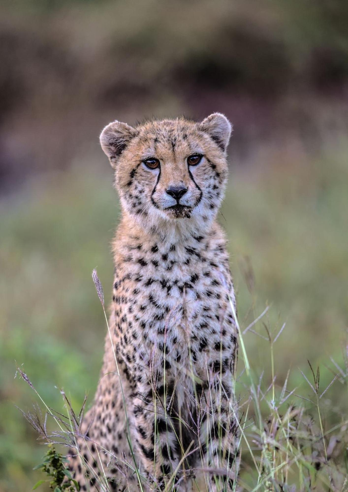 Hazyview Vacations - Lions Rock Rapids - Luxury Tented Camp - Property Image 118