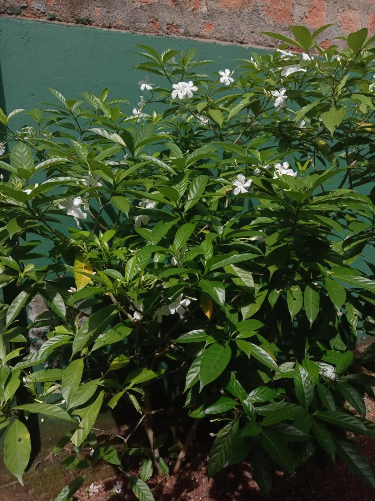 Photo 33