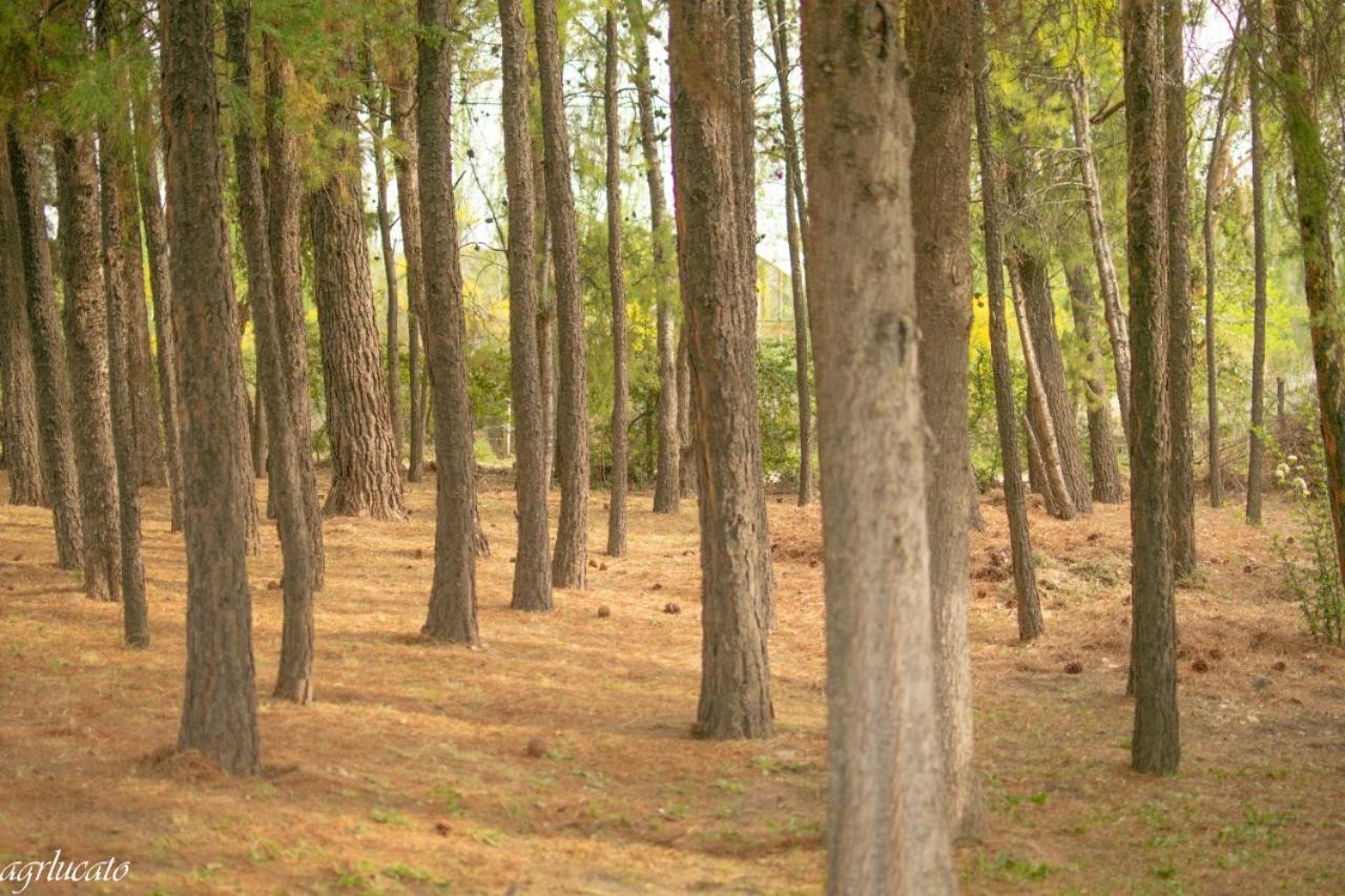 El Pinar Suizo
