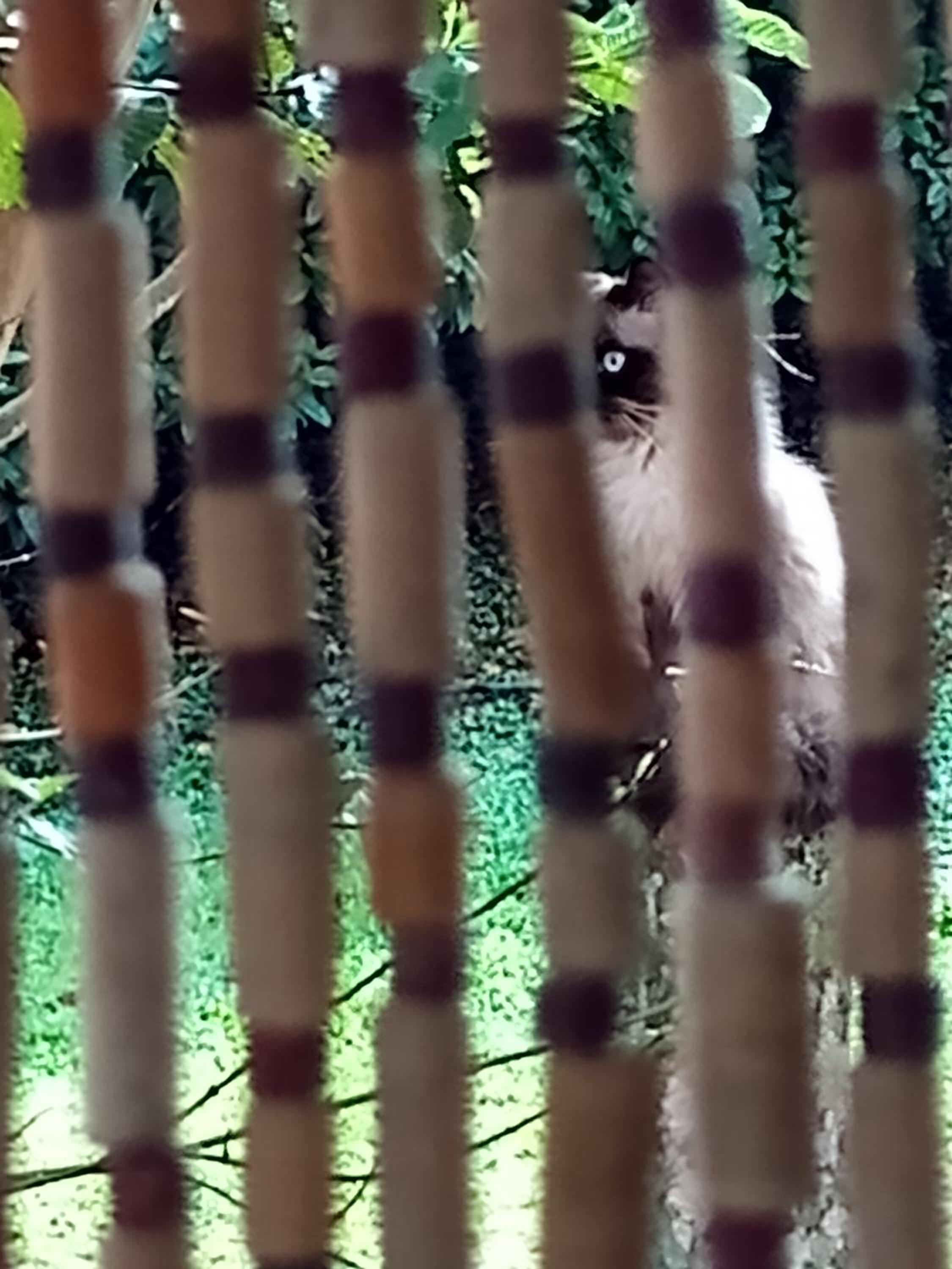 Eco-Cabanas Altozano Nimaima - Property Image 129