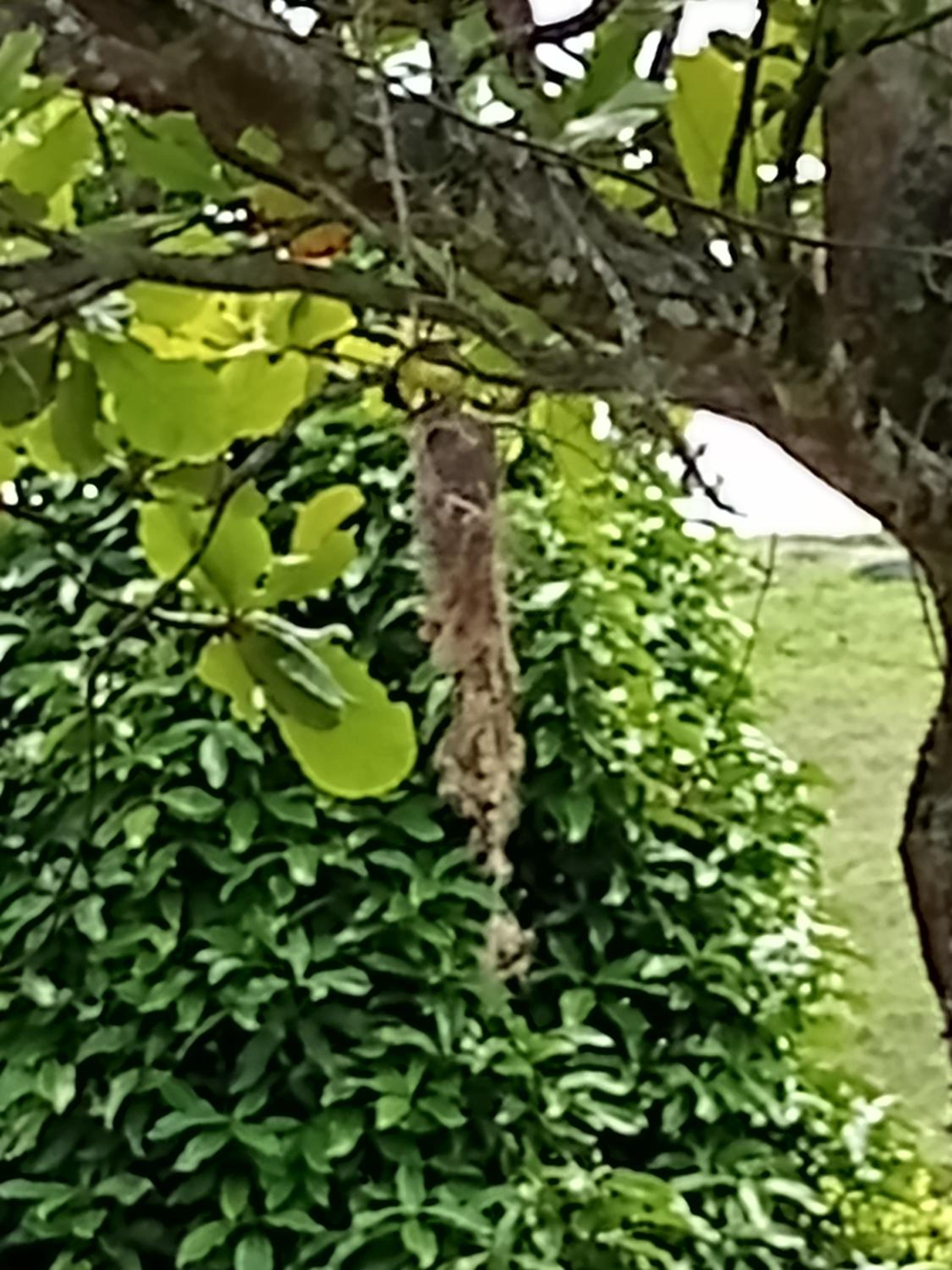 Eco-Cabanas Altozano Nimaima - Property Image 130