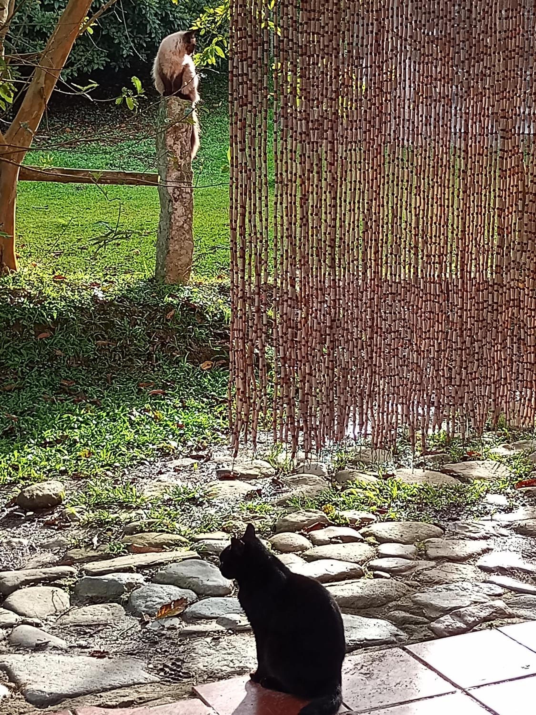 Eco-Cabanas Altozano Nimaima - Property Image 140