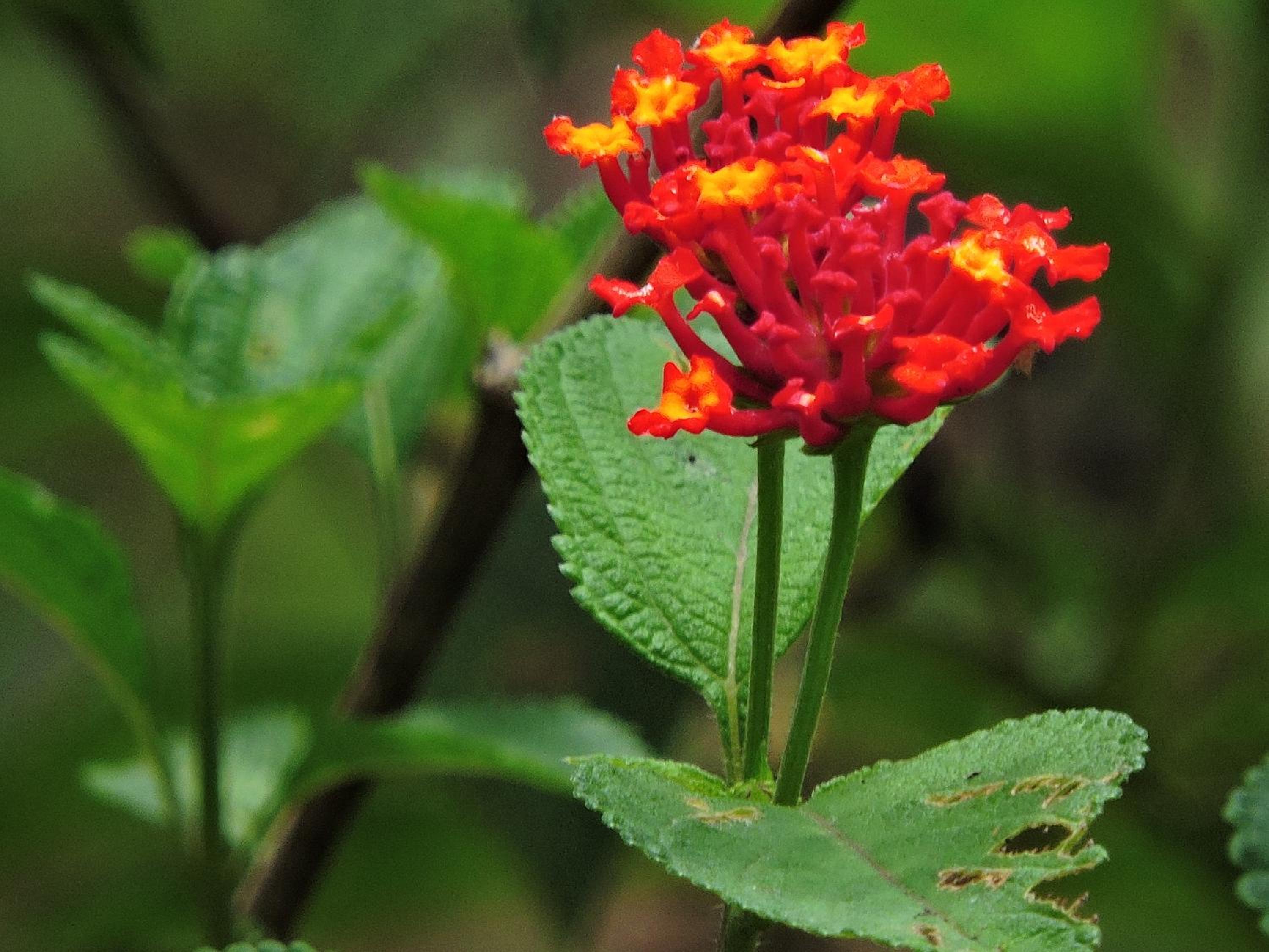 Eco-Cabanas Altozano Nimaima - Property Image 141