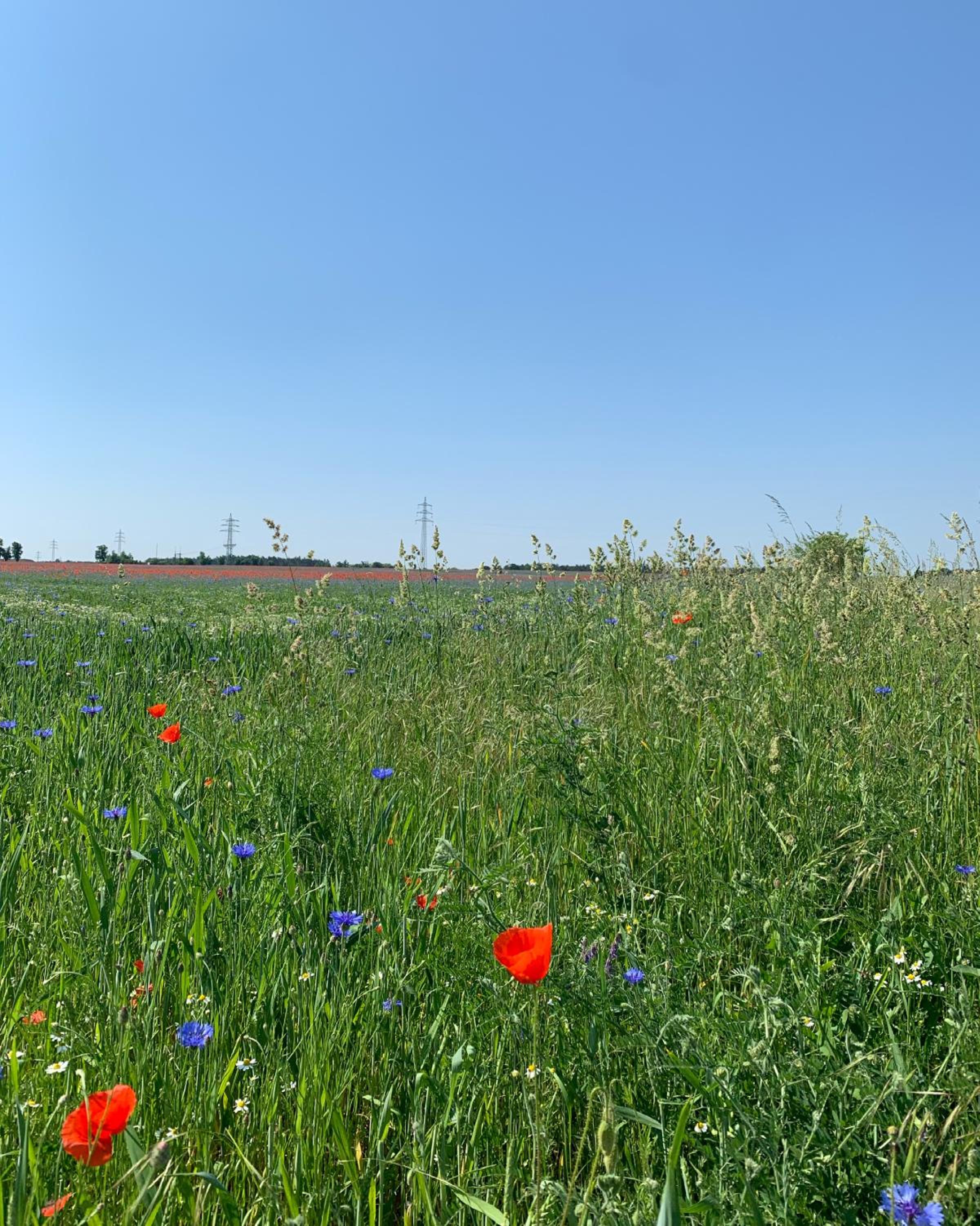 Spreewälder Ferienhäuser am Berste - Ufer