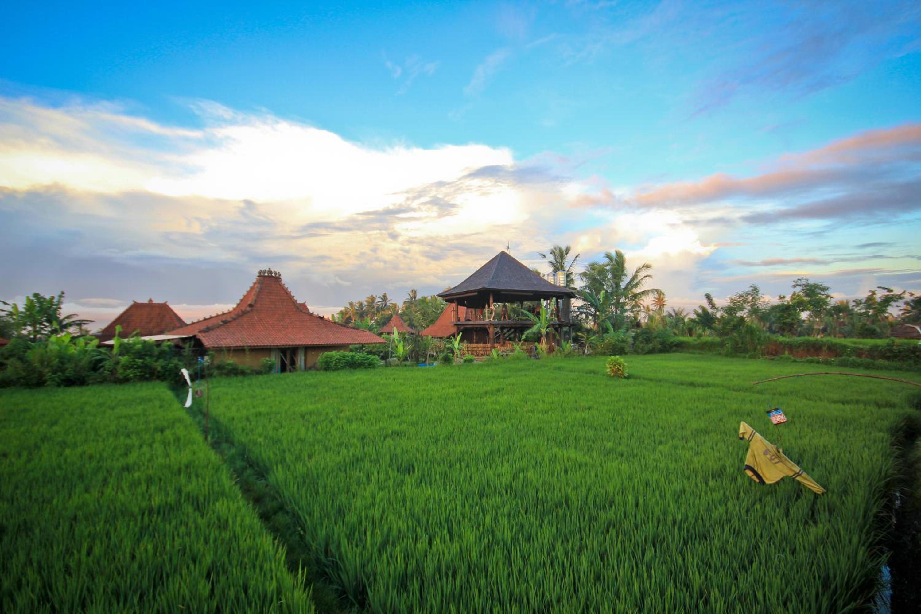 Dragonfly Village