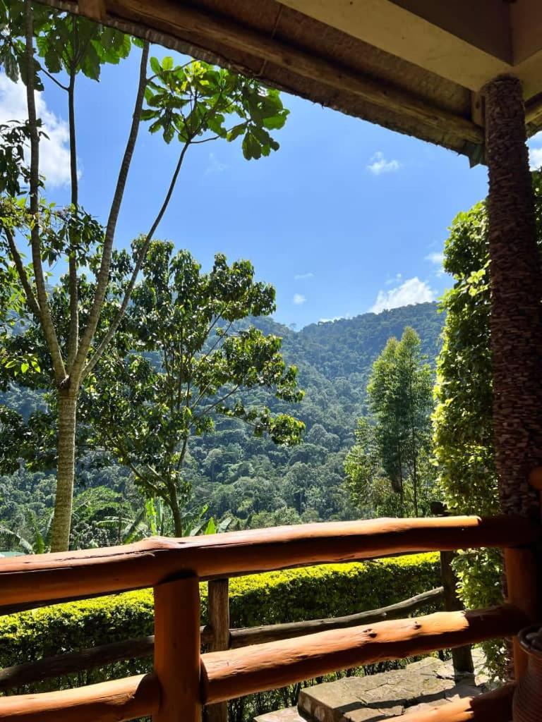 Bwindi Forest Lodge view 4