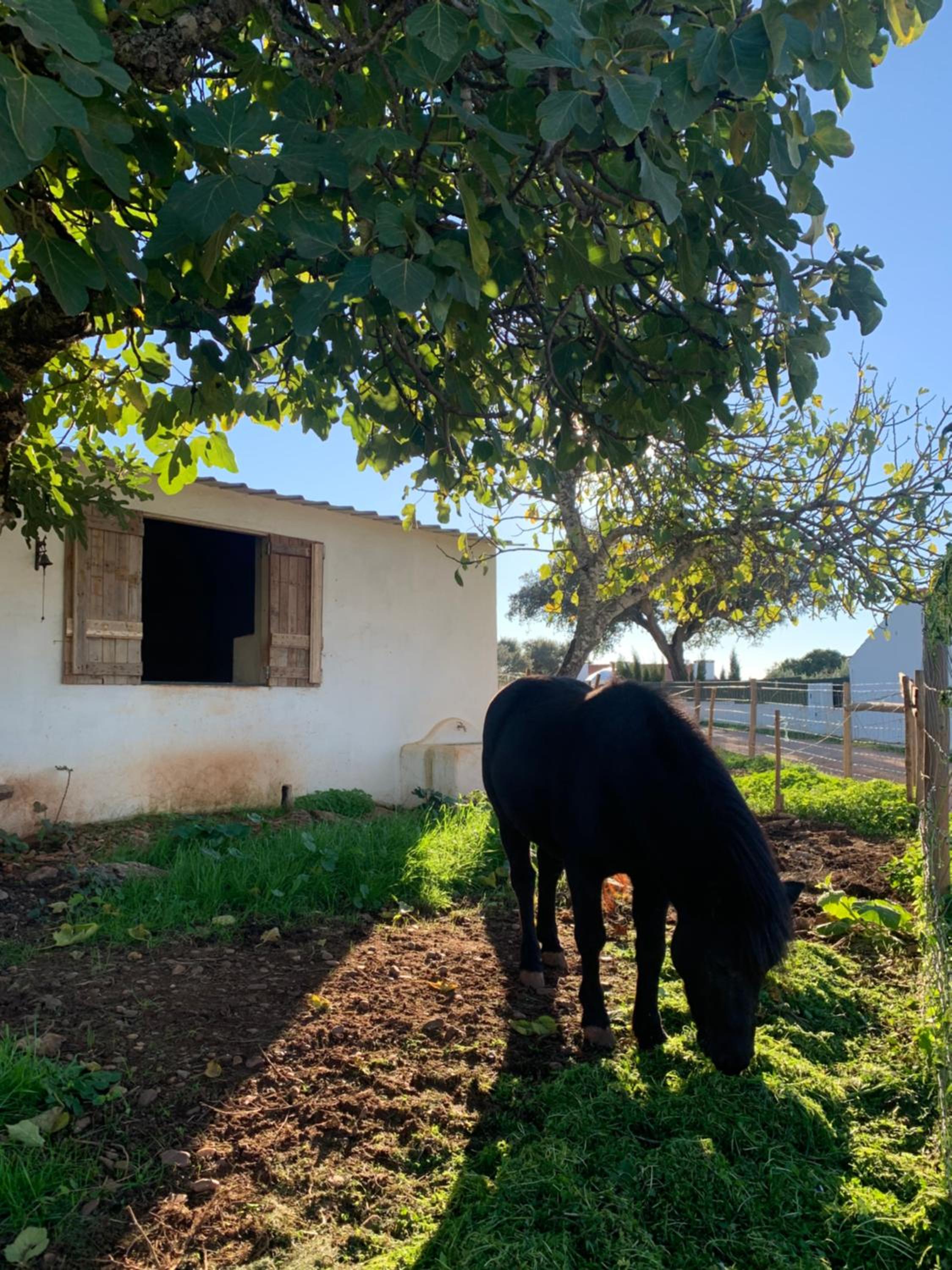 Herdade Da Maridona - Agroturismo view 2