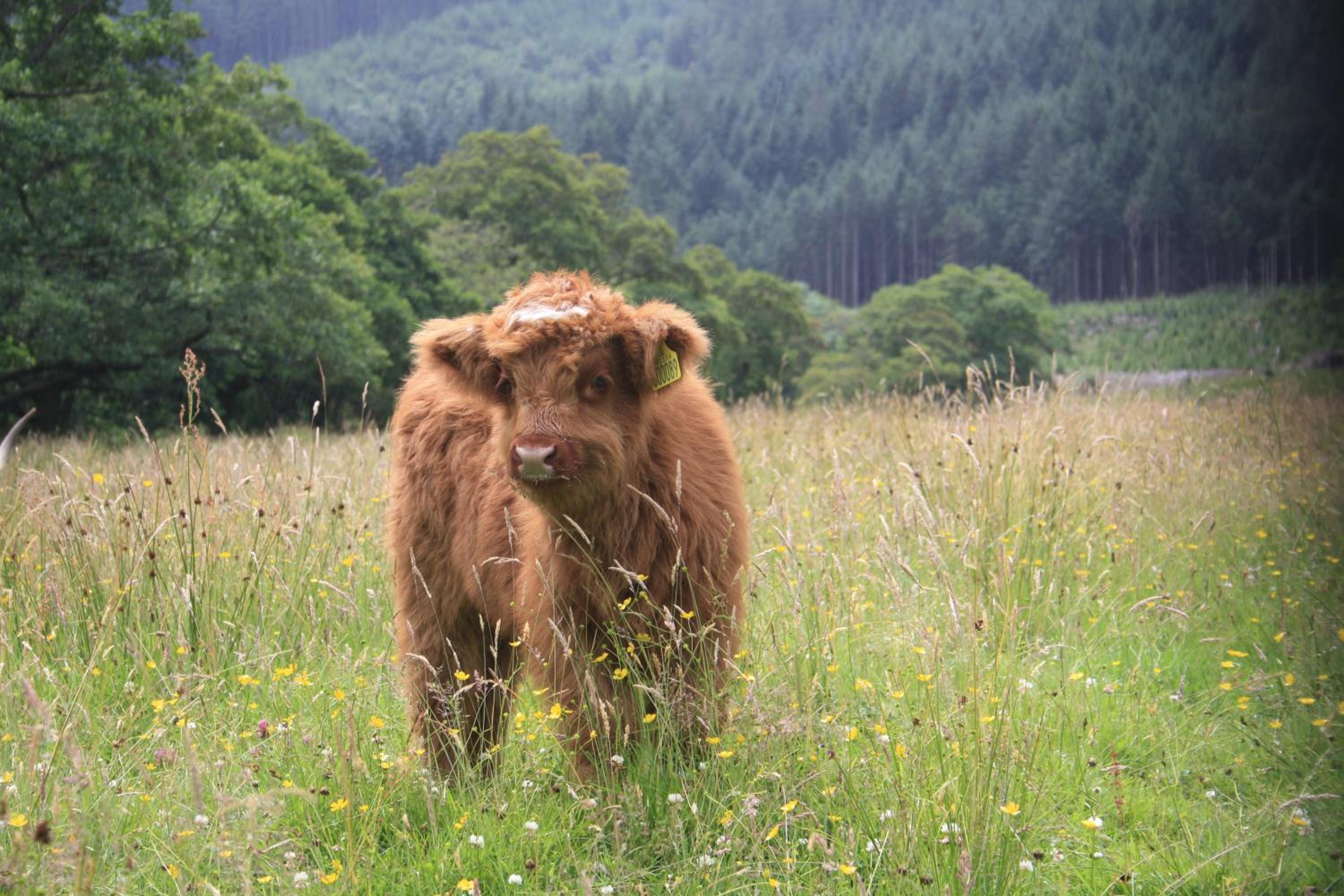 Glen Nevis Holidays