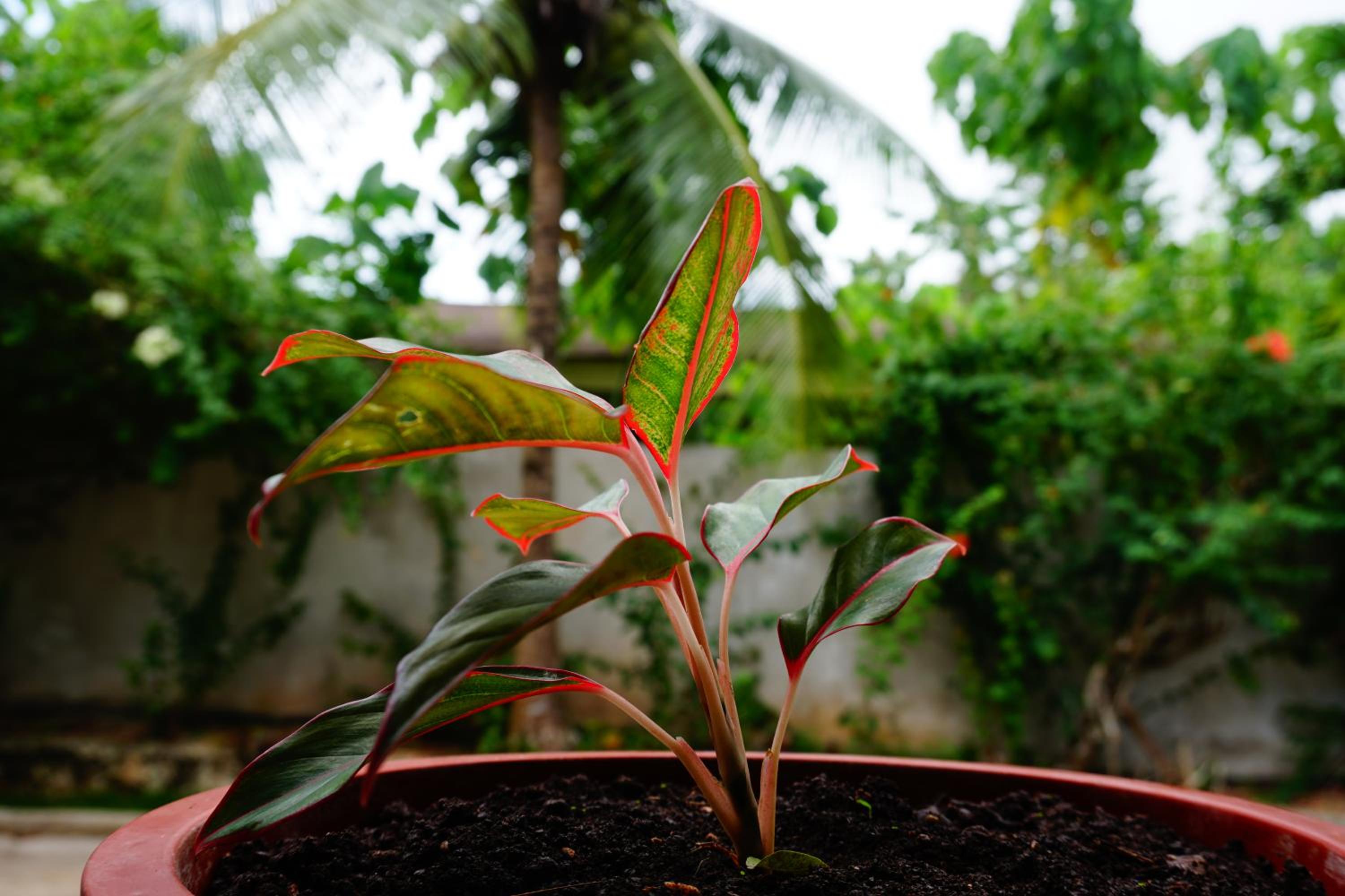 Nature Haven Villa - Flower Garden