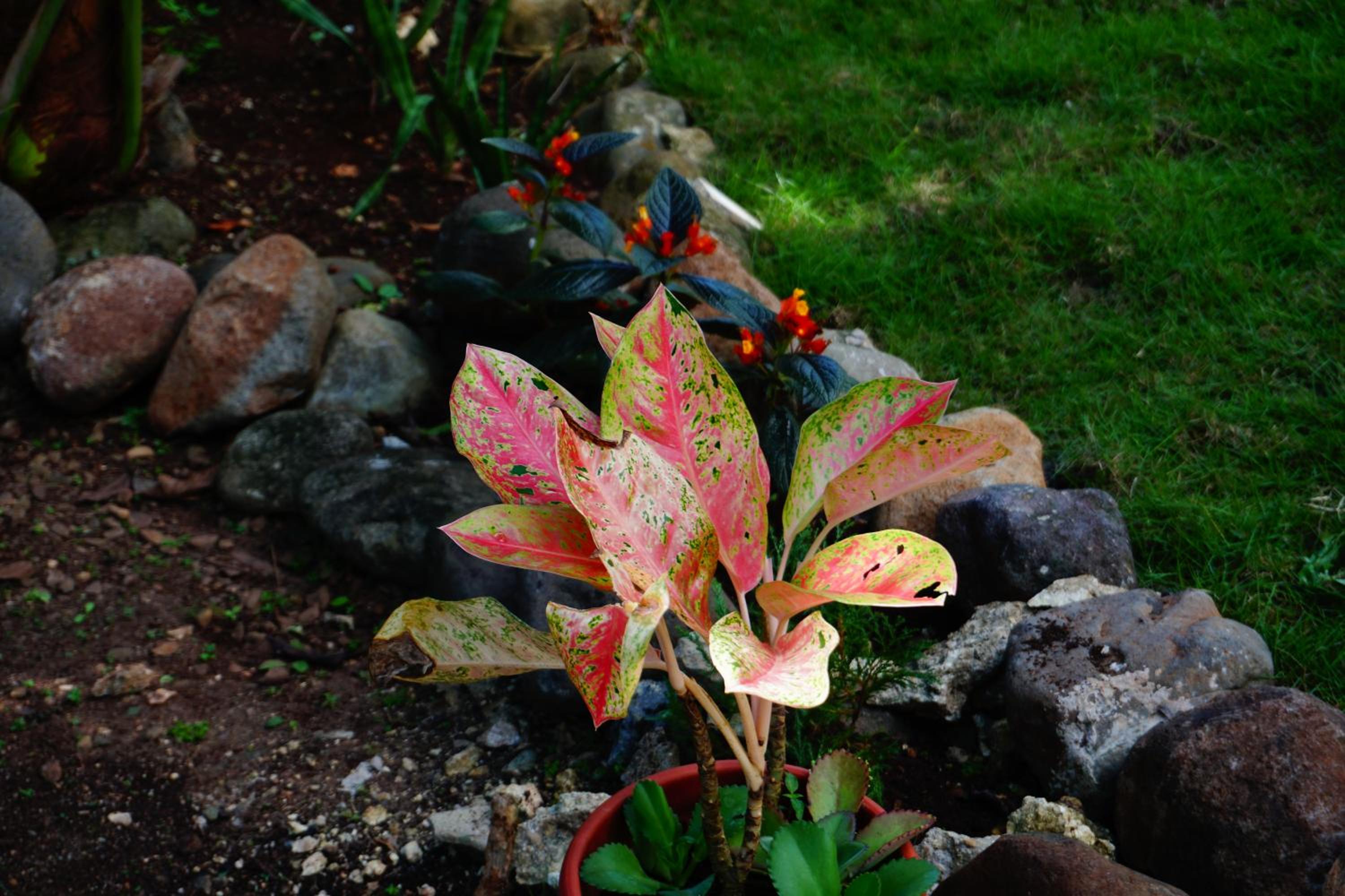 Nature Haven Villa - Flower Garden