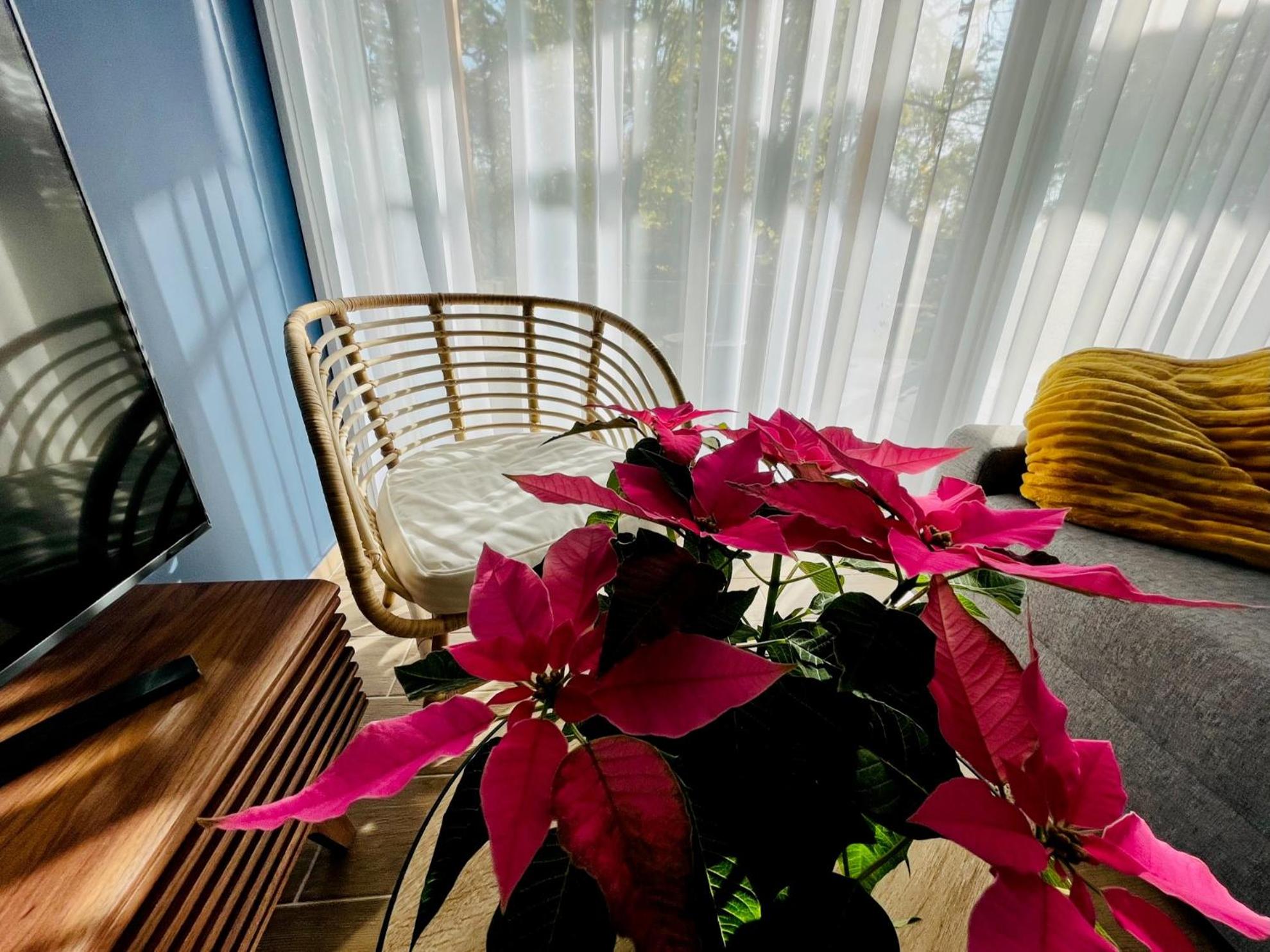 Aranygesztenye Apartmanház view 5