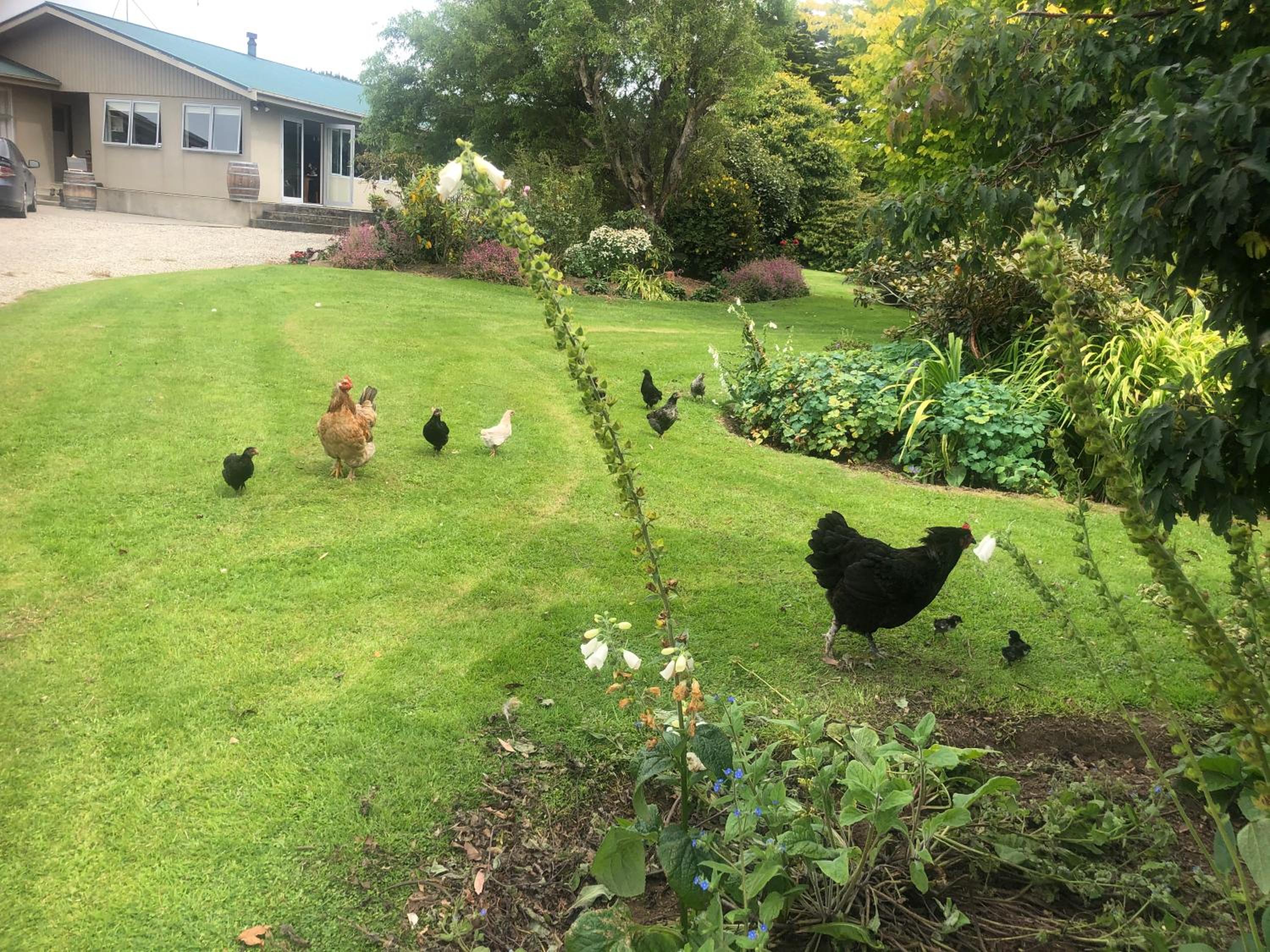 Southland Organic Farmstay view 4