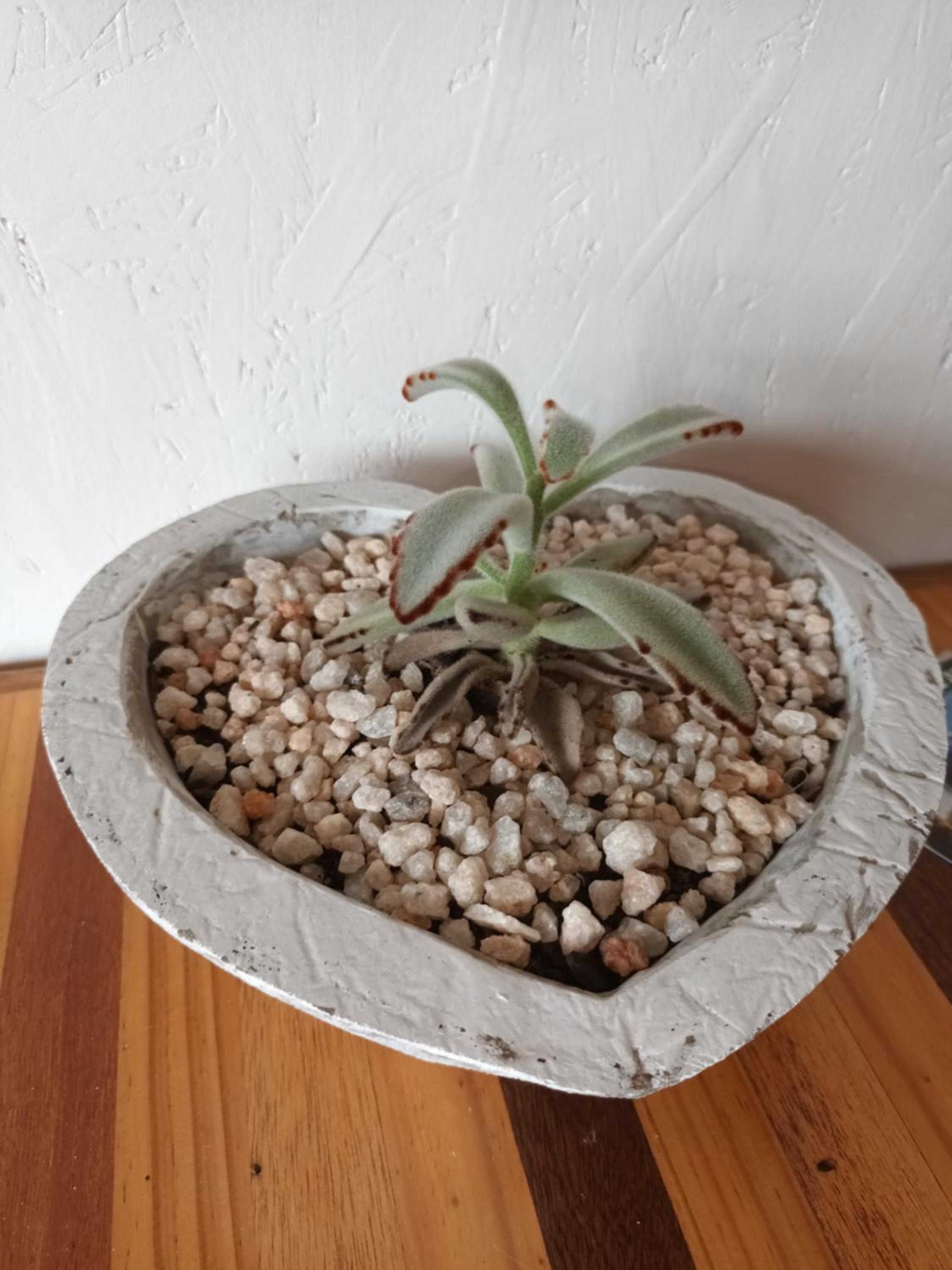 Chameleon Lodge
