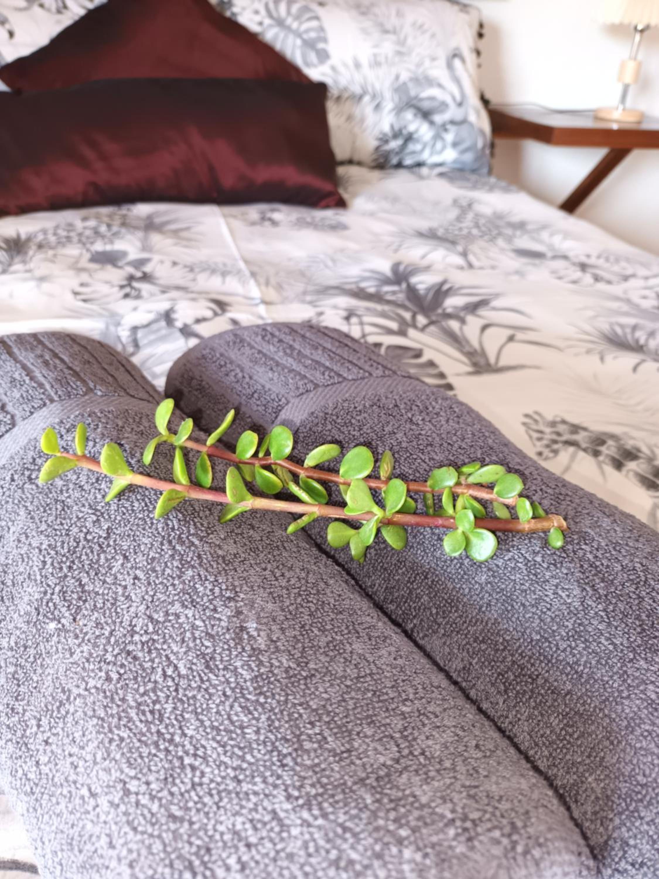 Chameleon Lodge