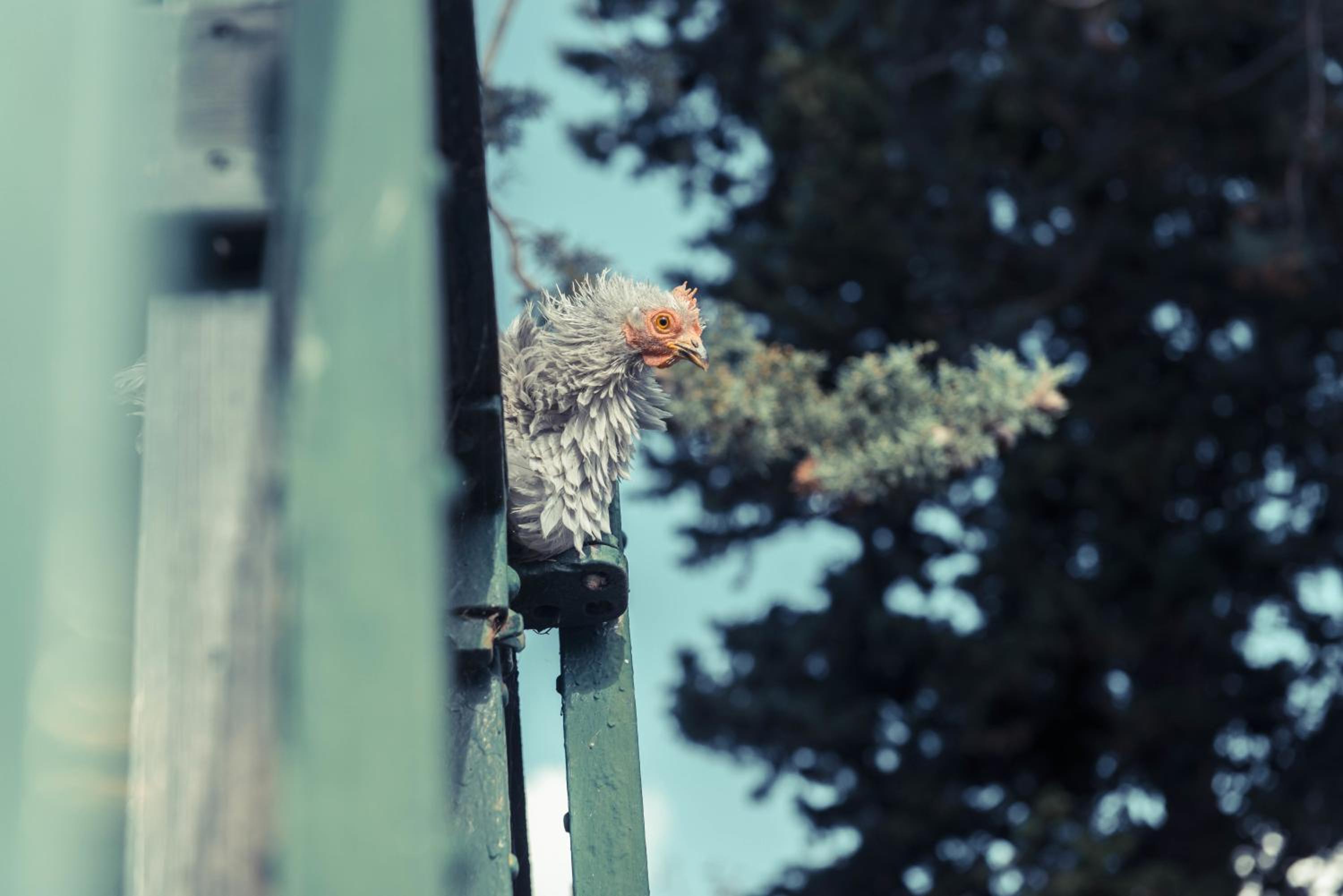 Photo 44