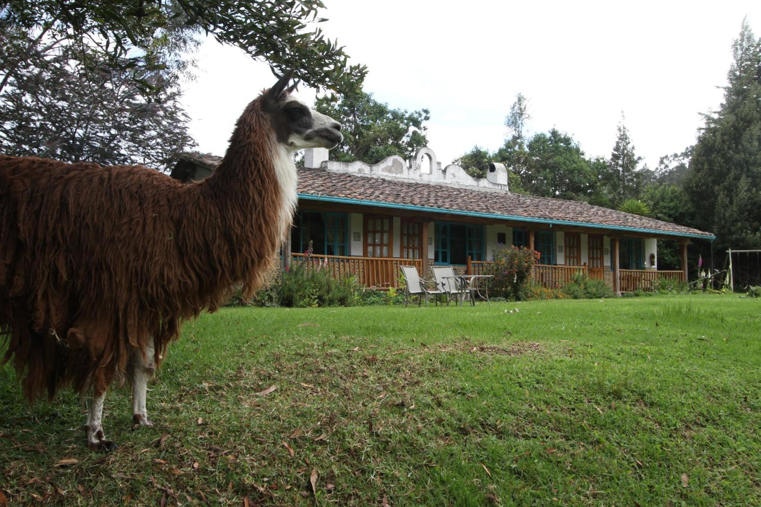 Las Palmeras Inn, photo 13
