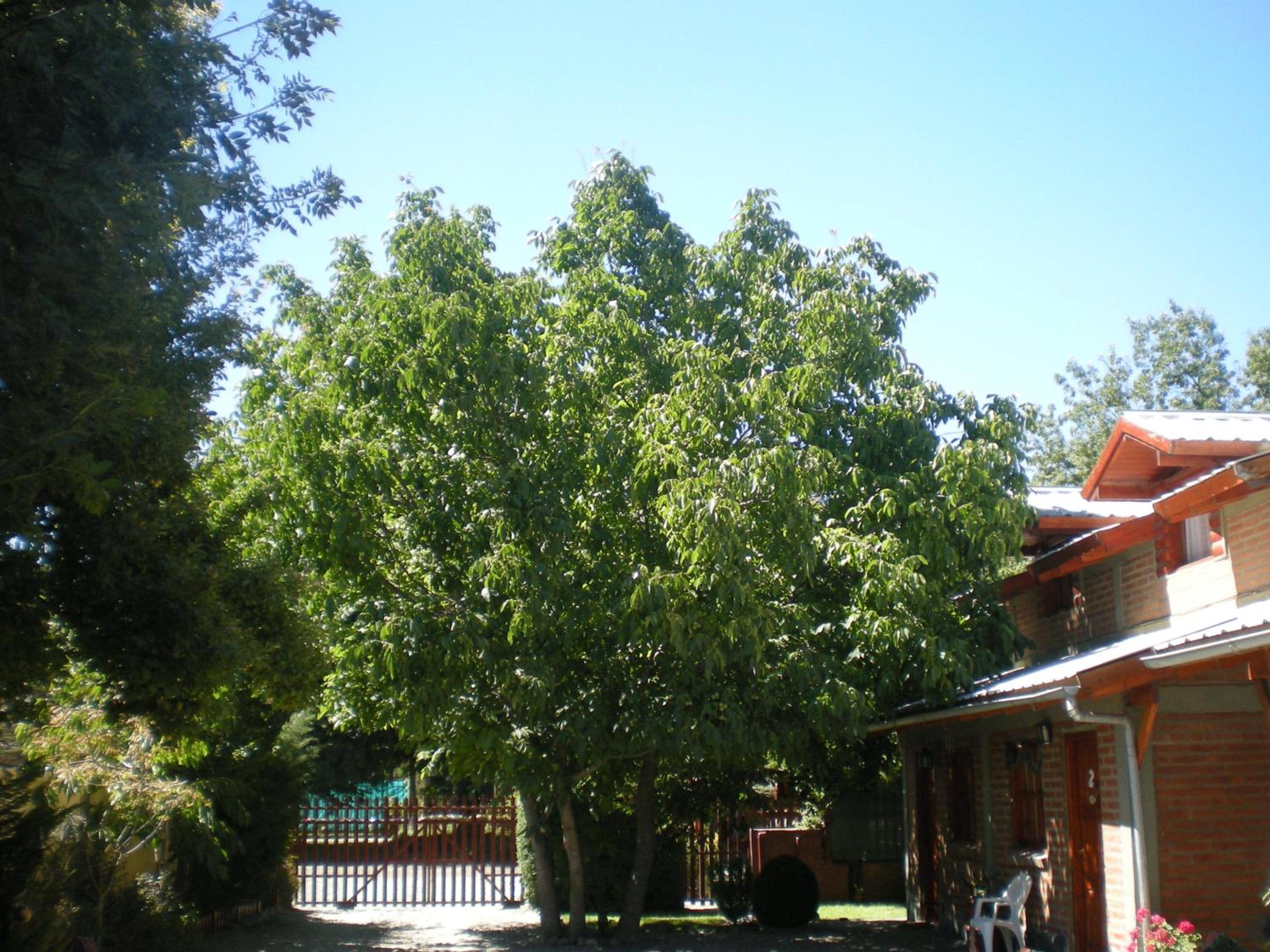 Cabañas Tunquelen