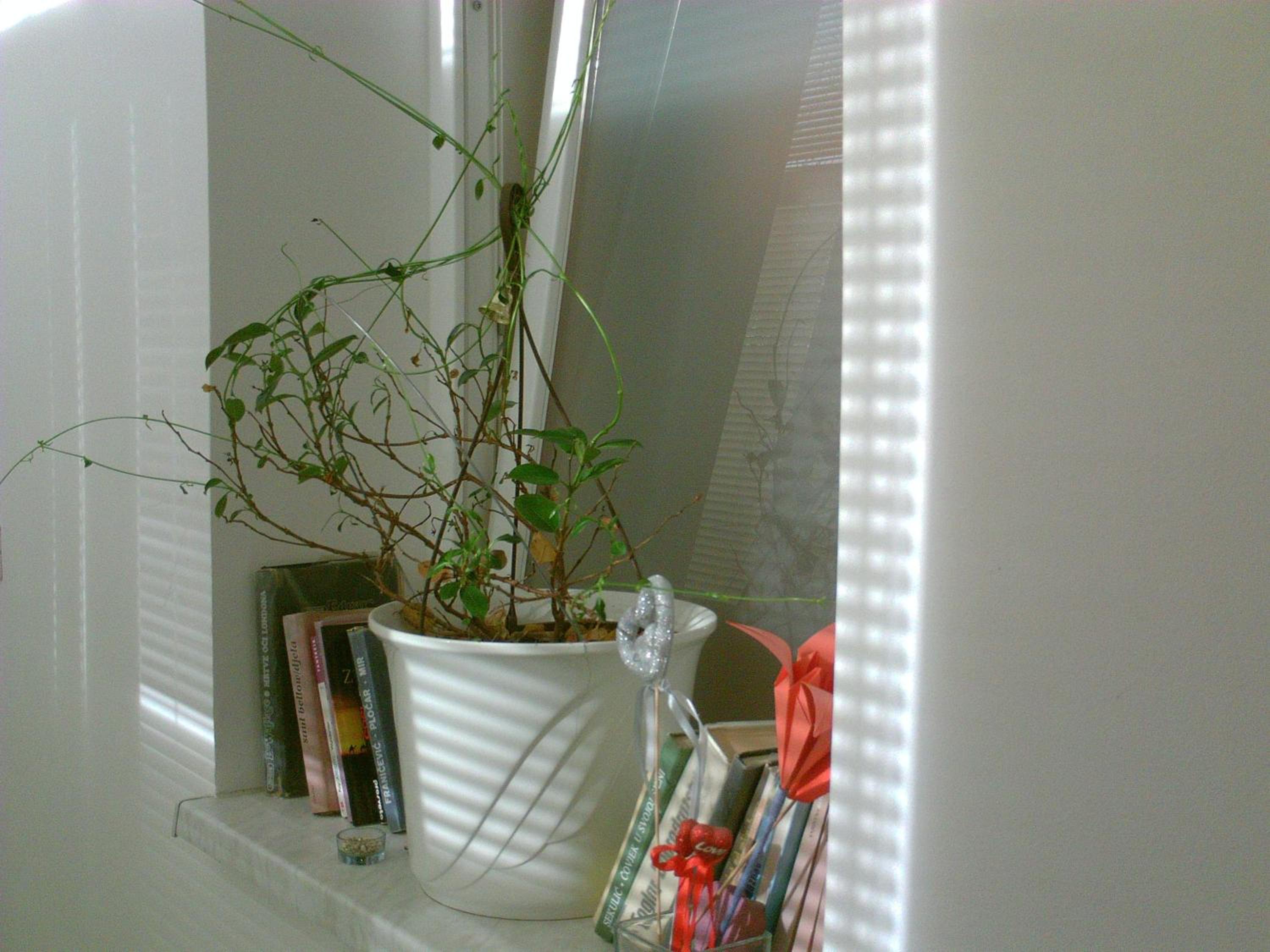 Photo 36