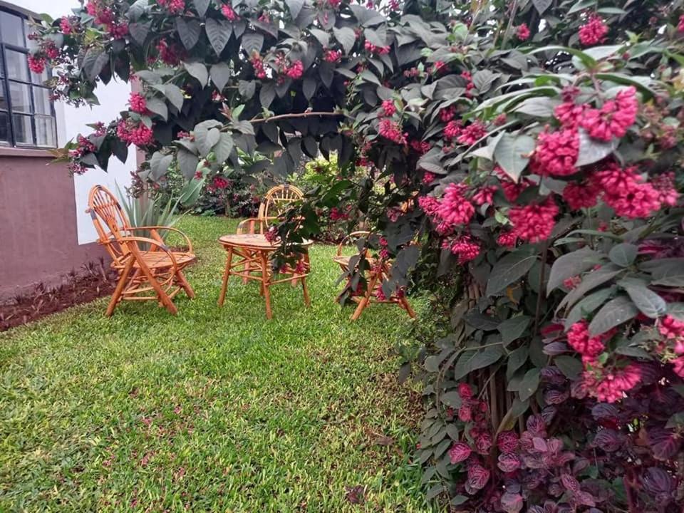 THE PLANTAINS PLACE view 4